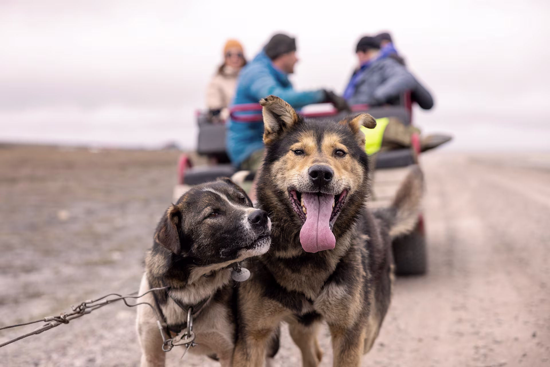 Dog sledding excursion in Longyearbyen, Svalbard. Photo by: Espen Mills