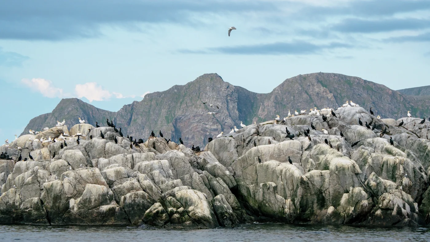 Birdwatching Safari and the North Cape