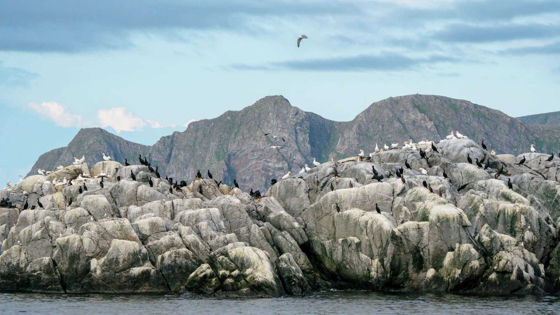 Gjesværstappan bird cliffs in Norway
