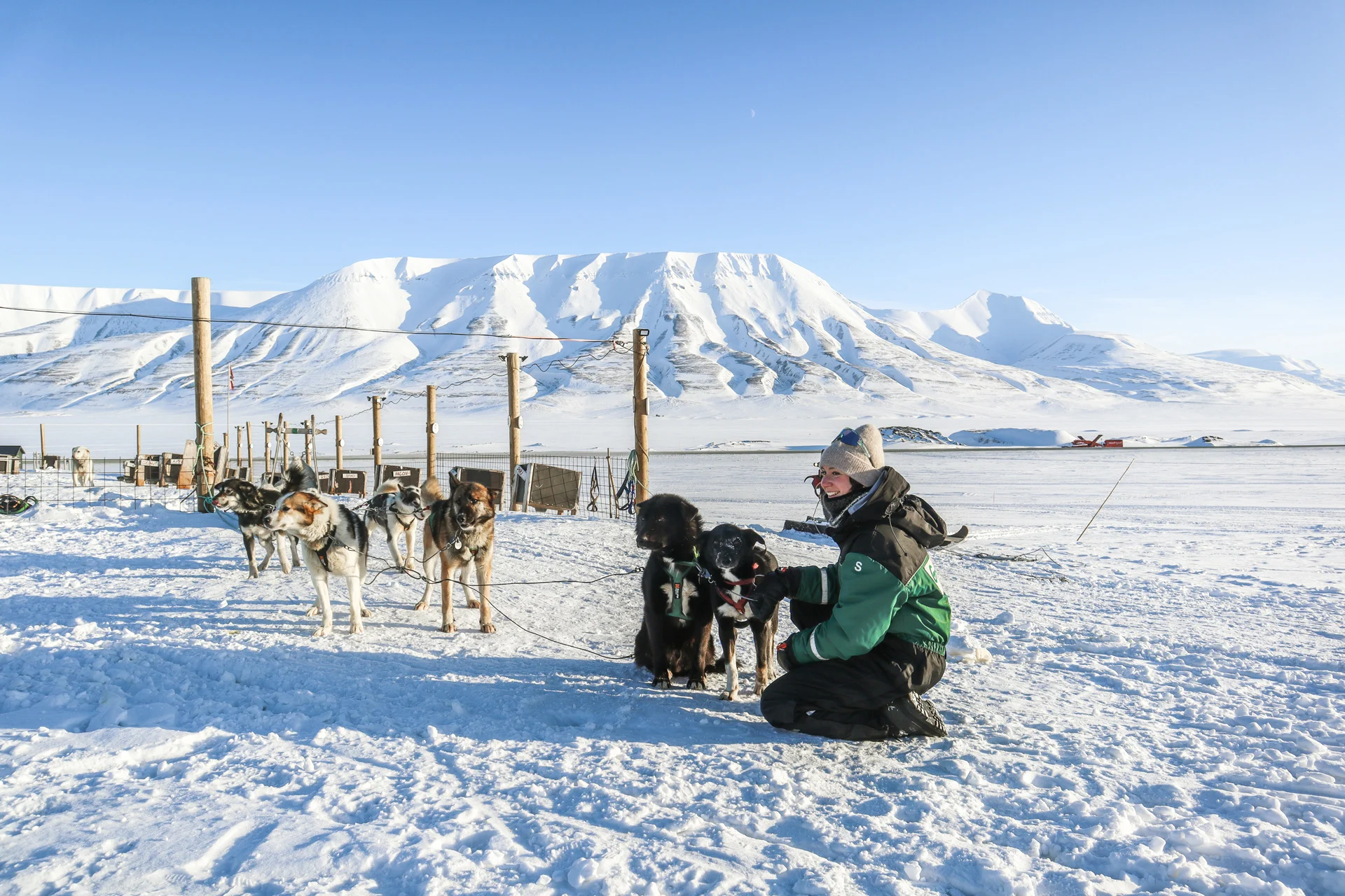 Eine Frau streichelt Hunde, die schon für eine Hundeschlittentour bereit stehen