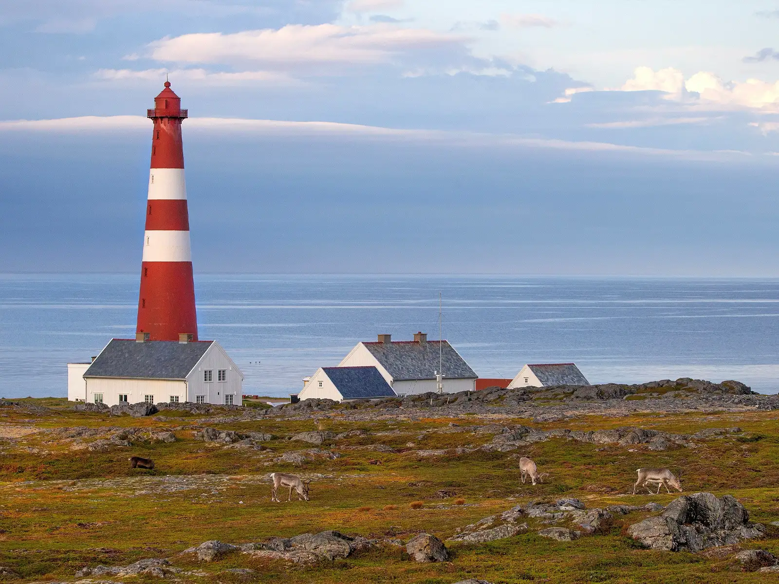 An einer felsigen Küste ragt ein rot-weiss gestreifter Leuchtturm neben weissen Häusern empor. Im Vordergrund weiden Rentiere, im Hintergrund erstreckt sich das ruhige Meer.