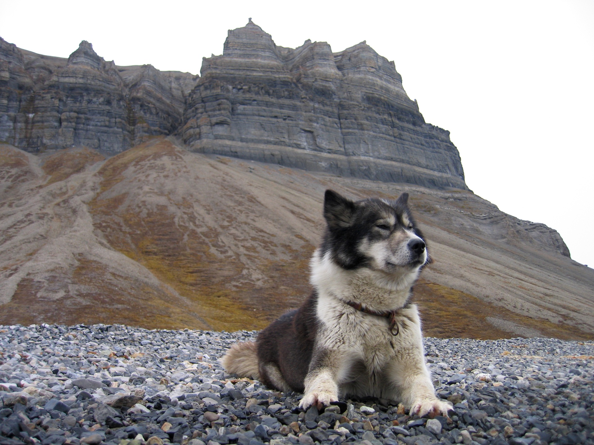 black-white-husky-on-rocks-in-front-of-grey-cliffs