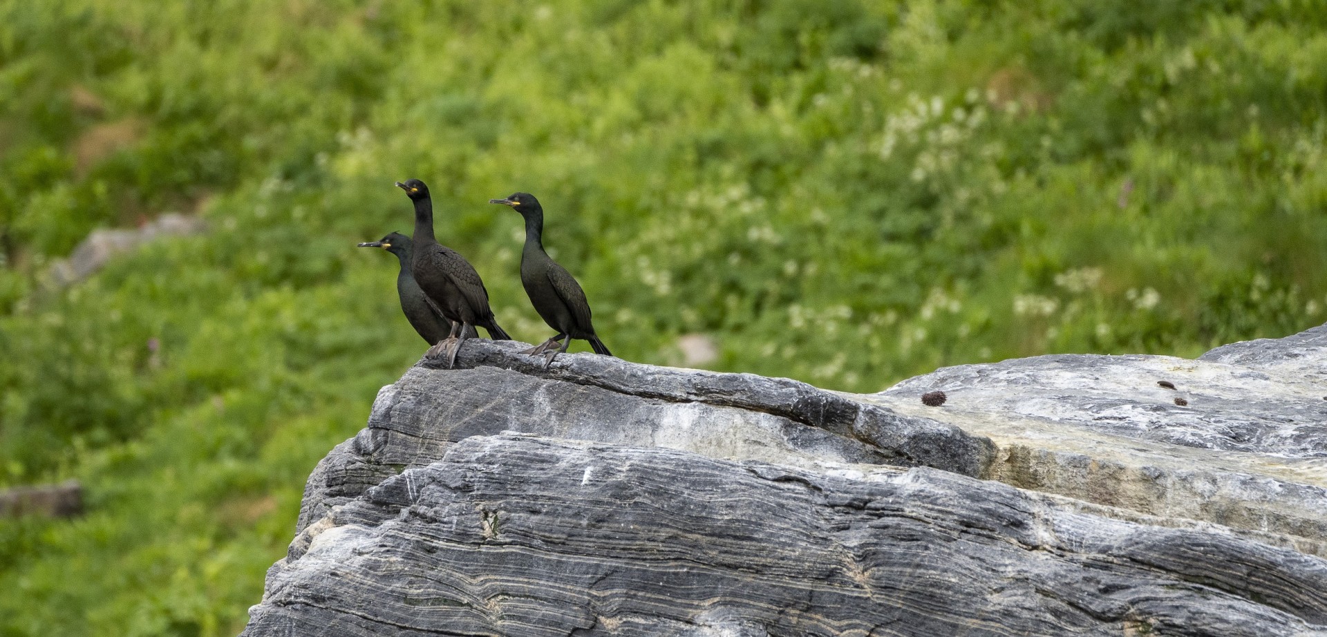 Gjesvarstappan Norvège Oiseaux