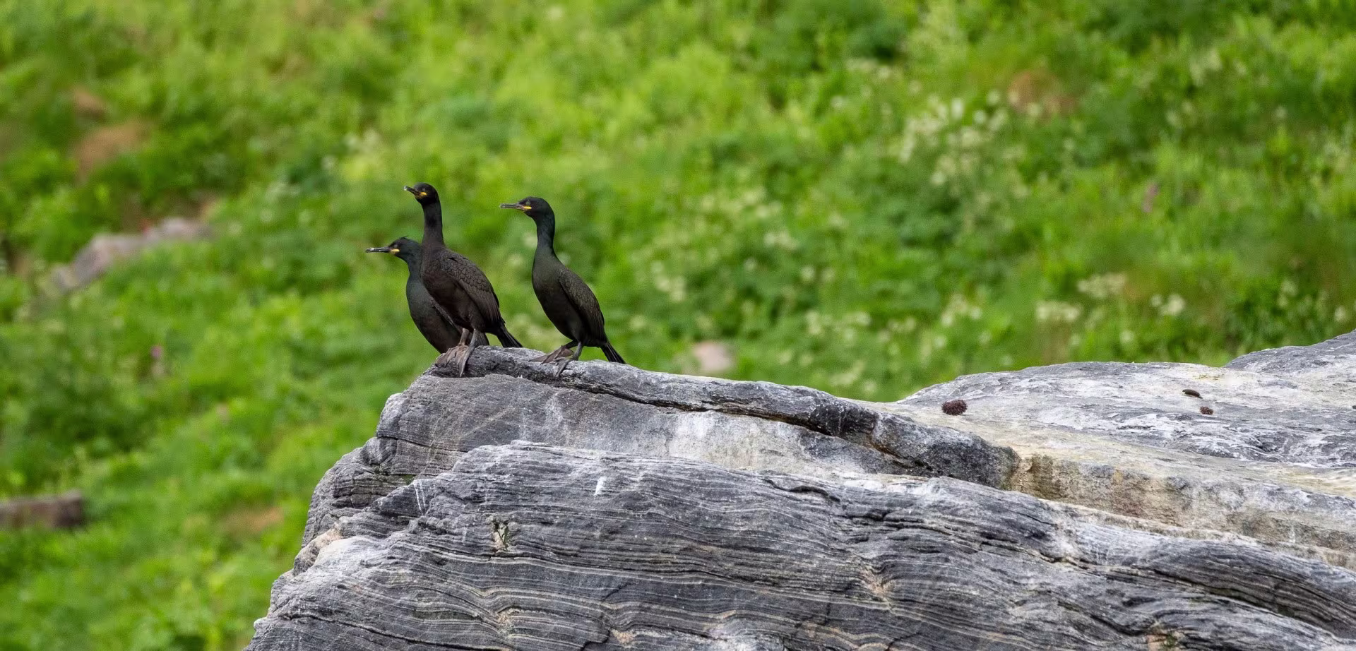 Gjesvarstappan Norvège Oiseaux