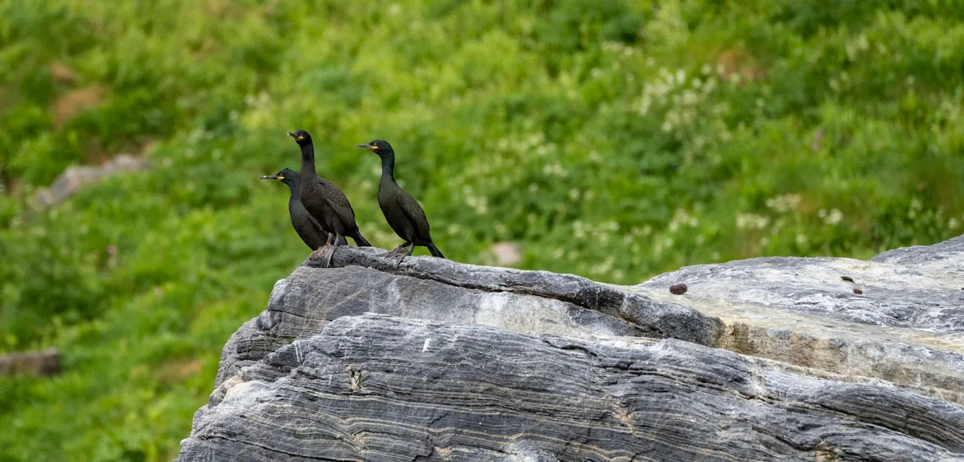 Birdwatching Safari