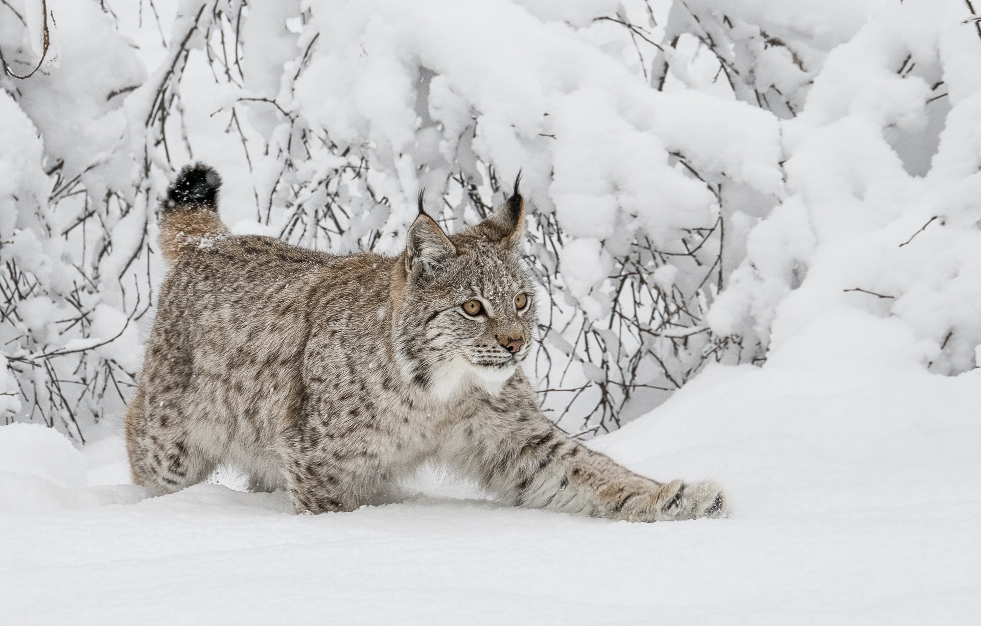 eurasian-lynx-crouching-snow-gaupe-snikende-polar-park-tommy-simonsen