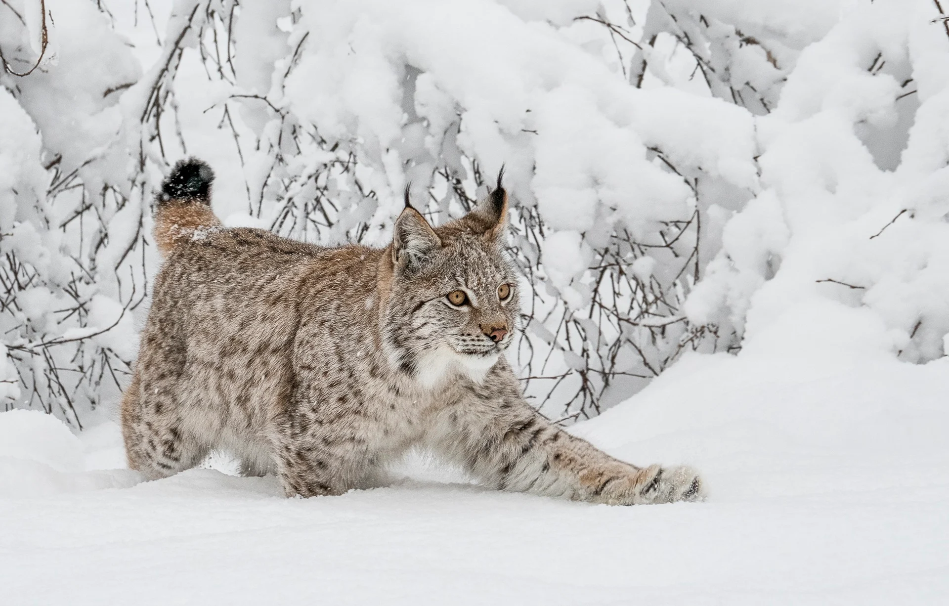 eurasian-lynx-crouching-snow-gaupe-snikende-polar-park-tommy-simonsen