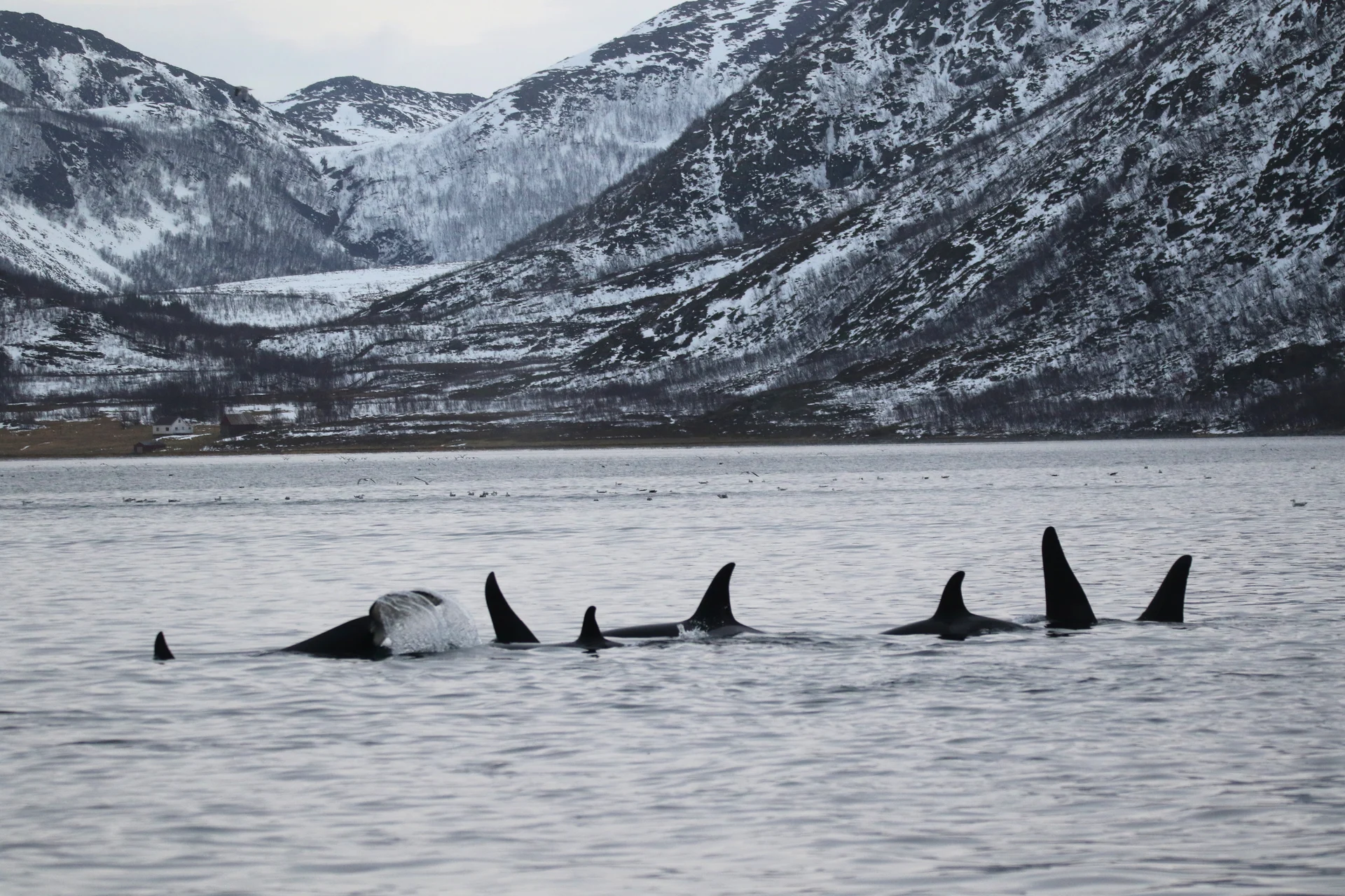 whale-tromso-114280-Christian Schmidt