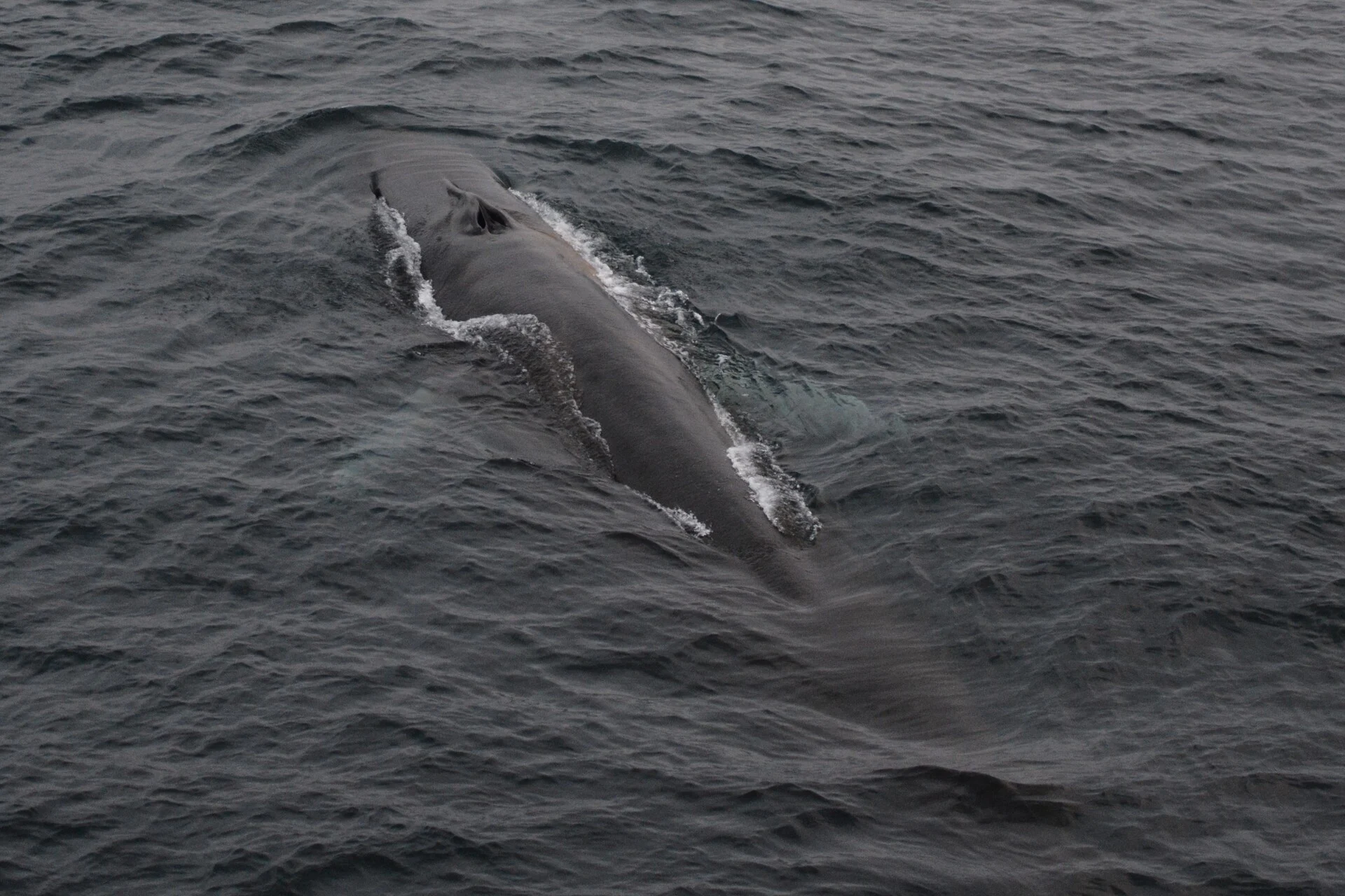 Svalbard Fin Whale HGR 94865 Photo Competition