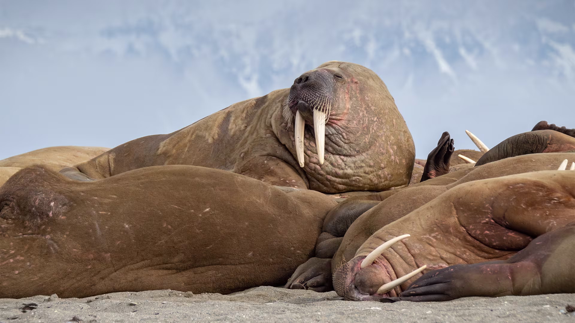 Poolepynten Svalbard HGR 150999 Photo Espen Mills 1920x1080