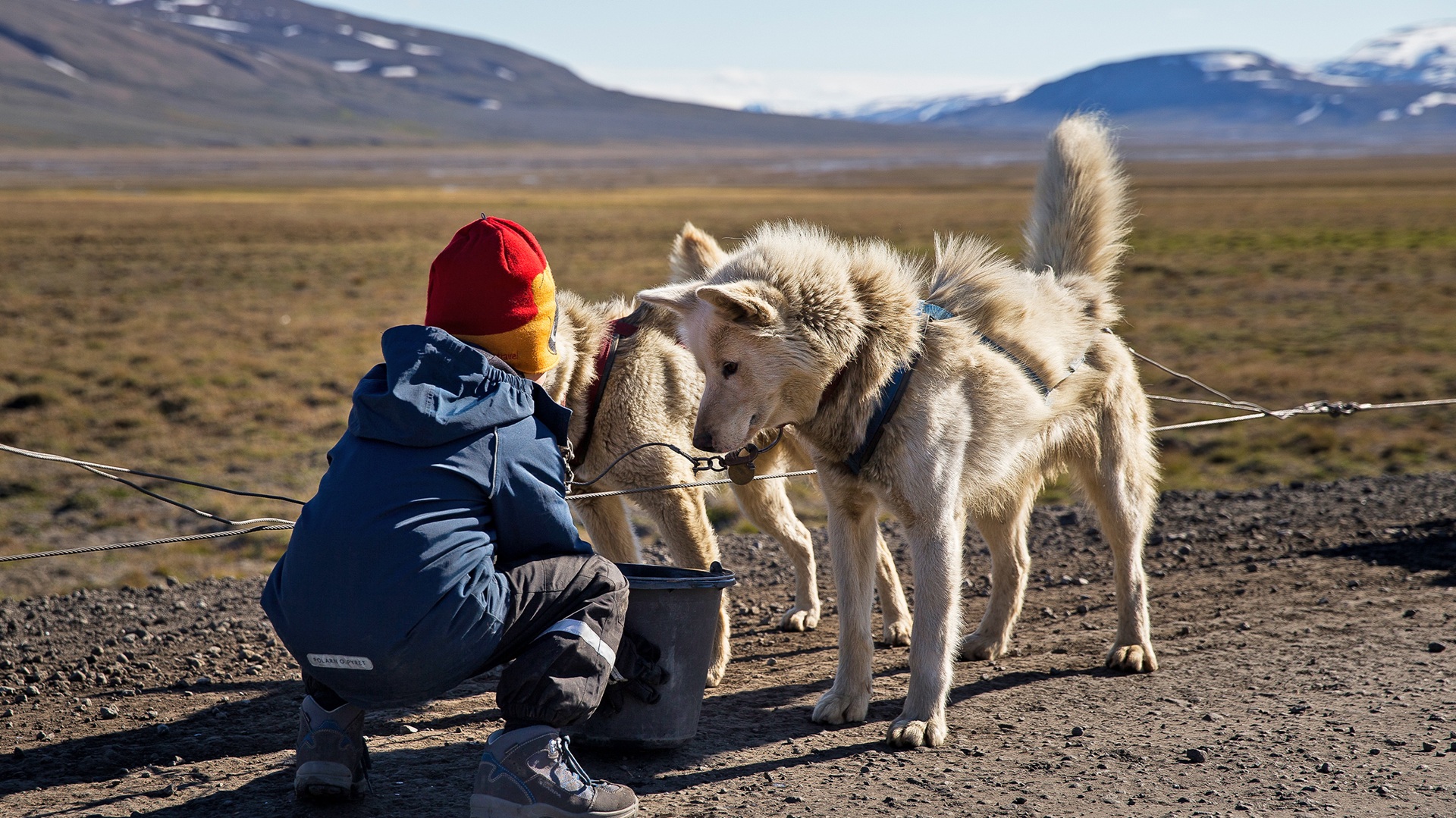 dog-sledding-huskies-on-wheels-hrs-04777-show-capped-mountains-daytime-boy-bucket-guro-skjeldrup