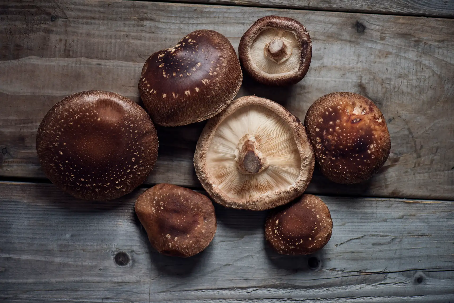 mushrooms-118332-Agurtxane Concellon