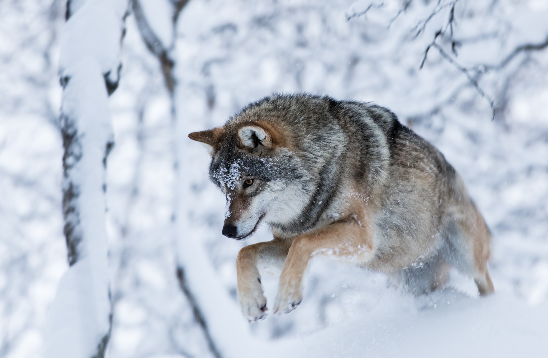 grey-wolf-leaping-snow-thomas-eckhoff-polar-park