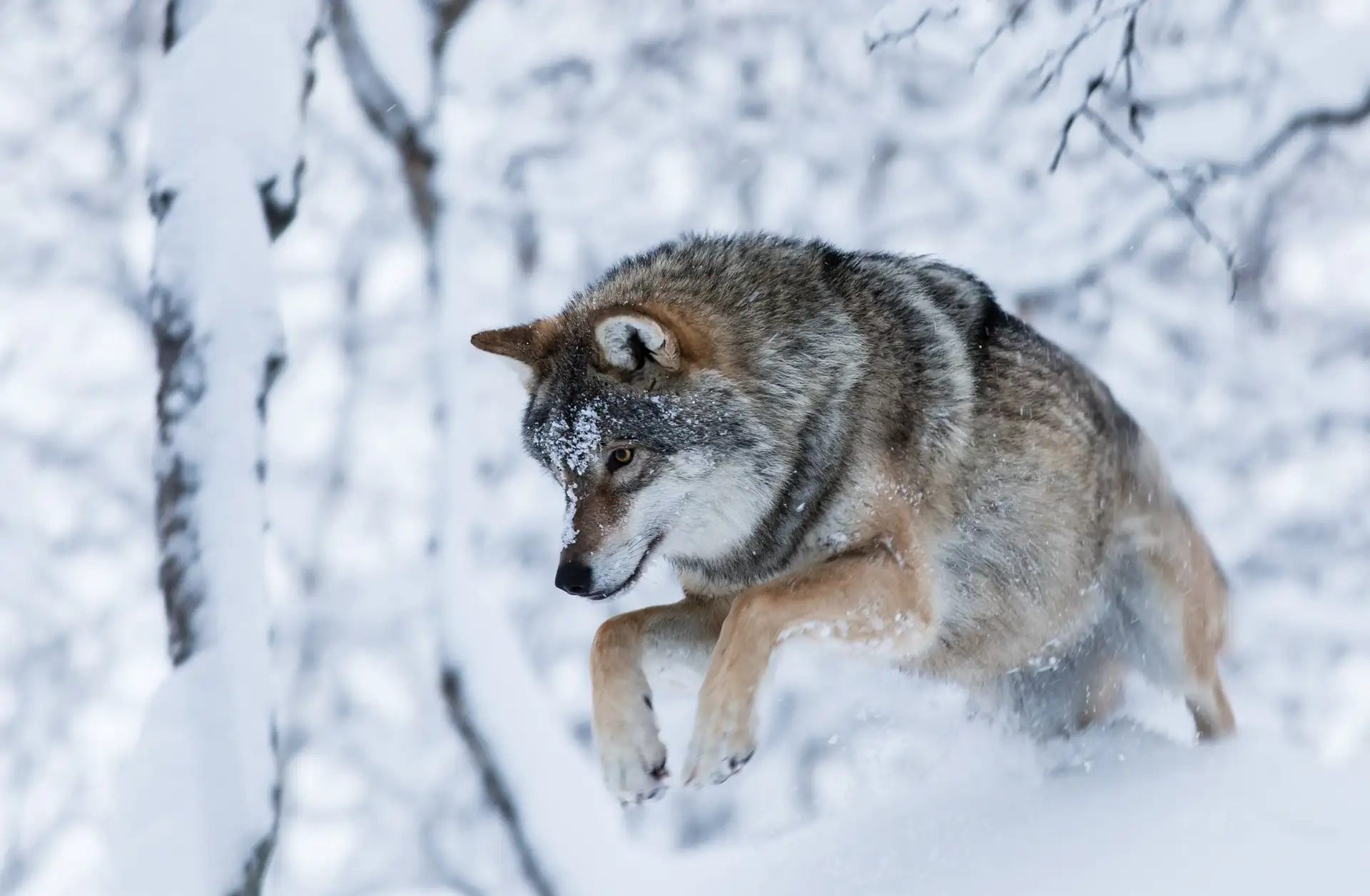 A grey wolf leaping through deep snow among birch trees in winter at Polar Park, Northern Norway, photographed by Thomas Eckhoff