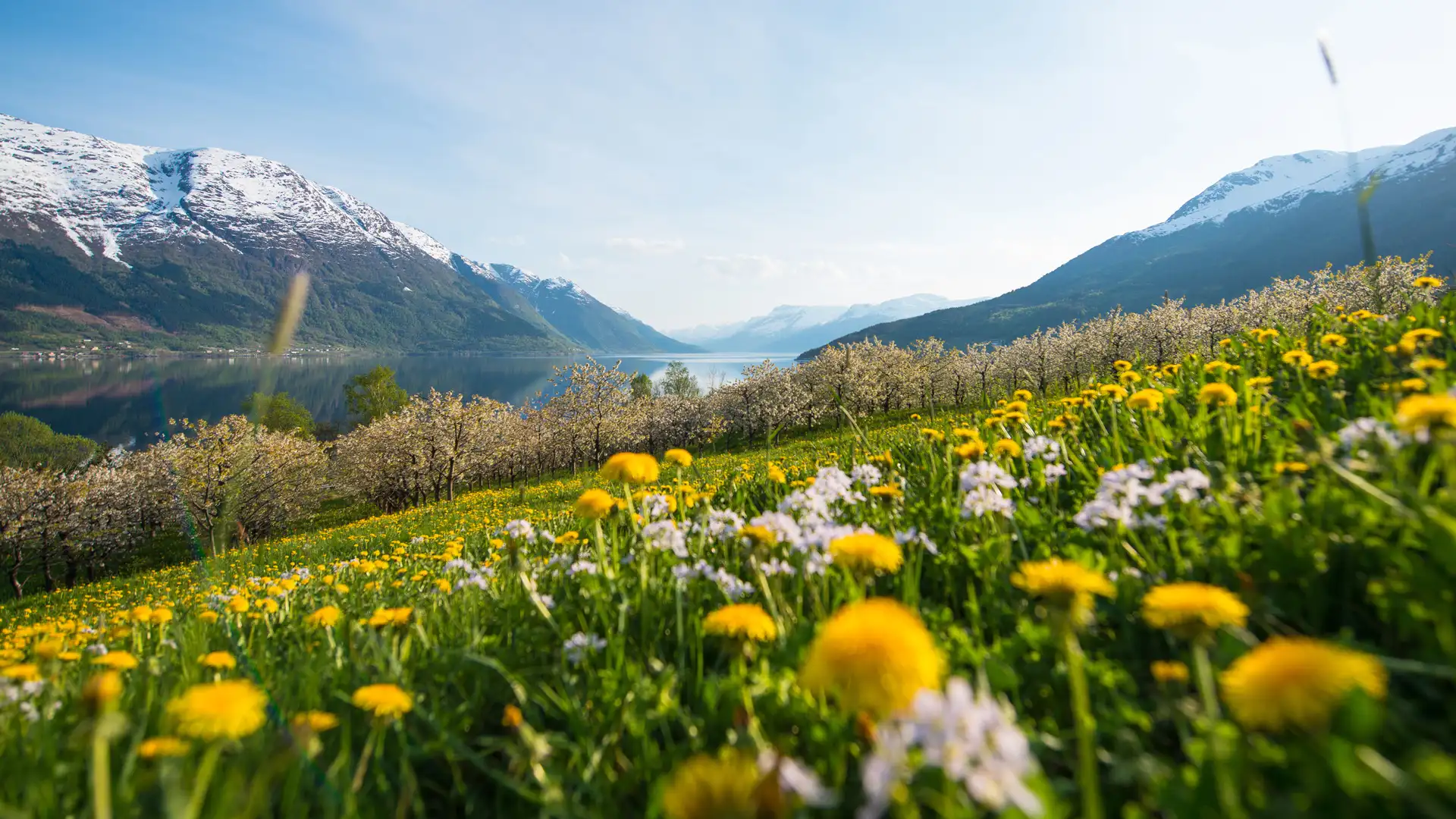 Hardangerfjord-©-Sverre-Hjørnevik--www.fjordnorway.com-FN549BHM(1) Hardanger-Saft-og-Siderfabrikk-images-1920x1080