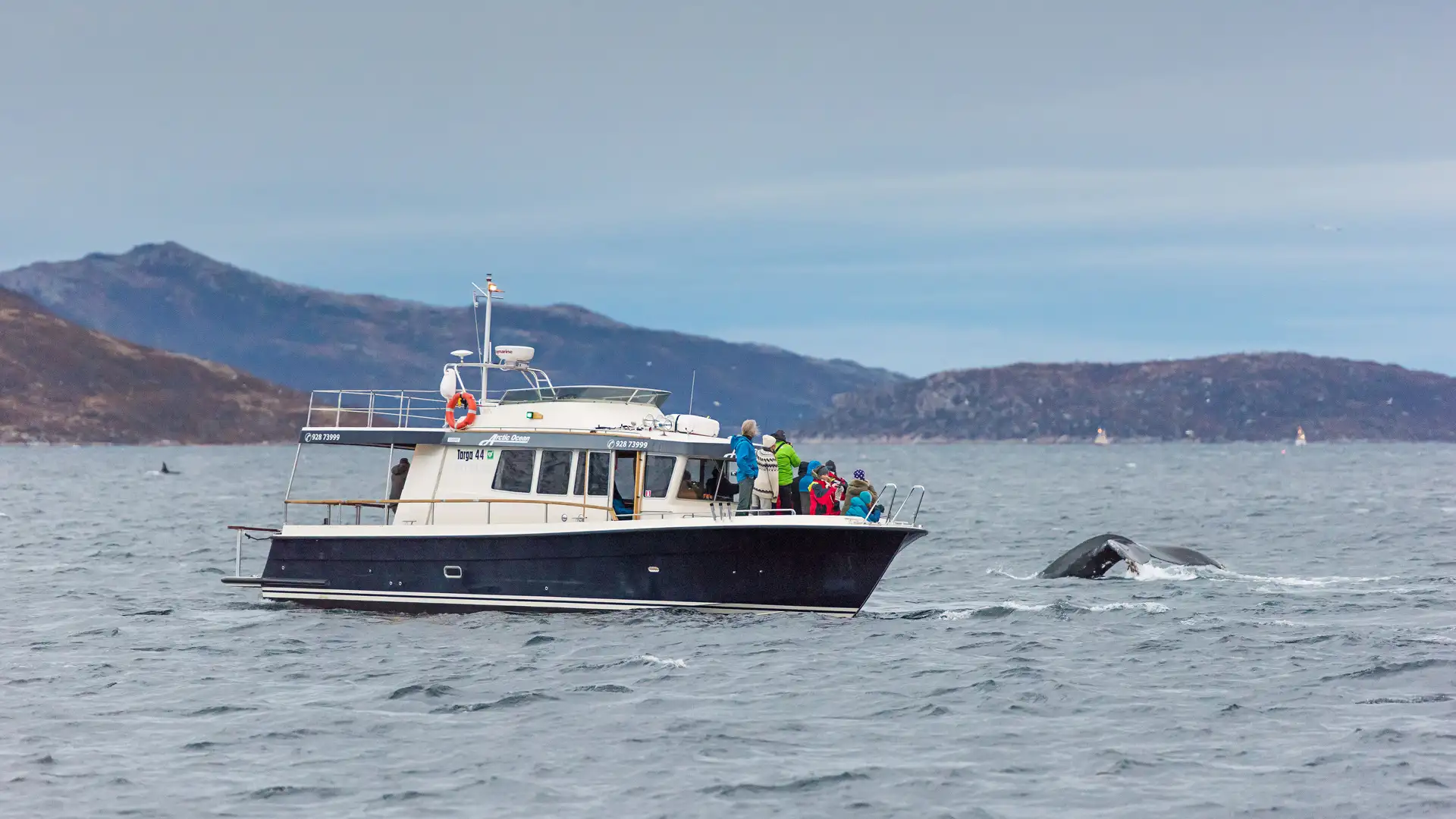 Whale watching Norway