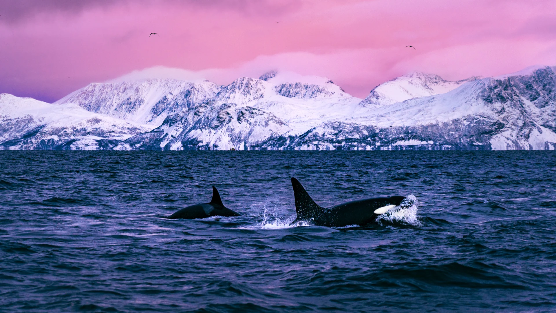 014050-Petr-Pavl-ek-Visit-Lyngenfjord-1920x1080