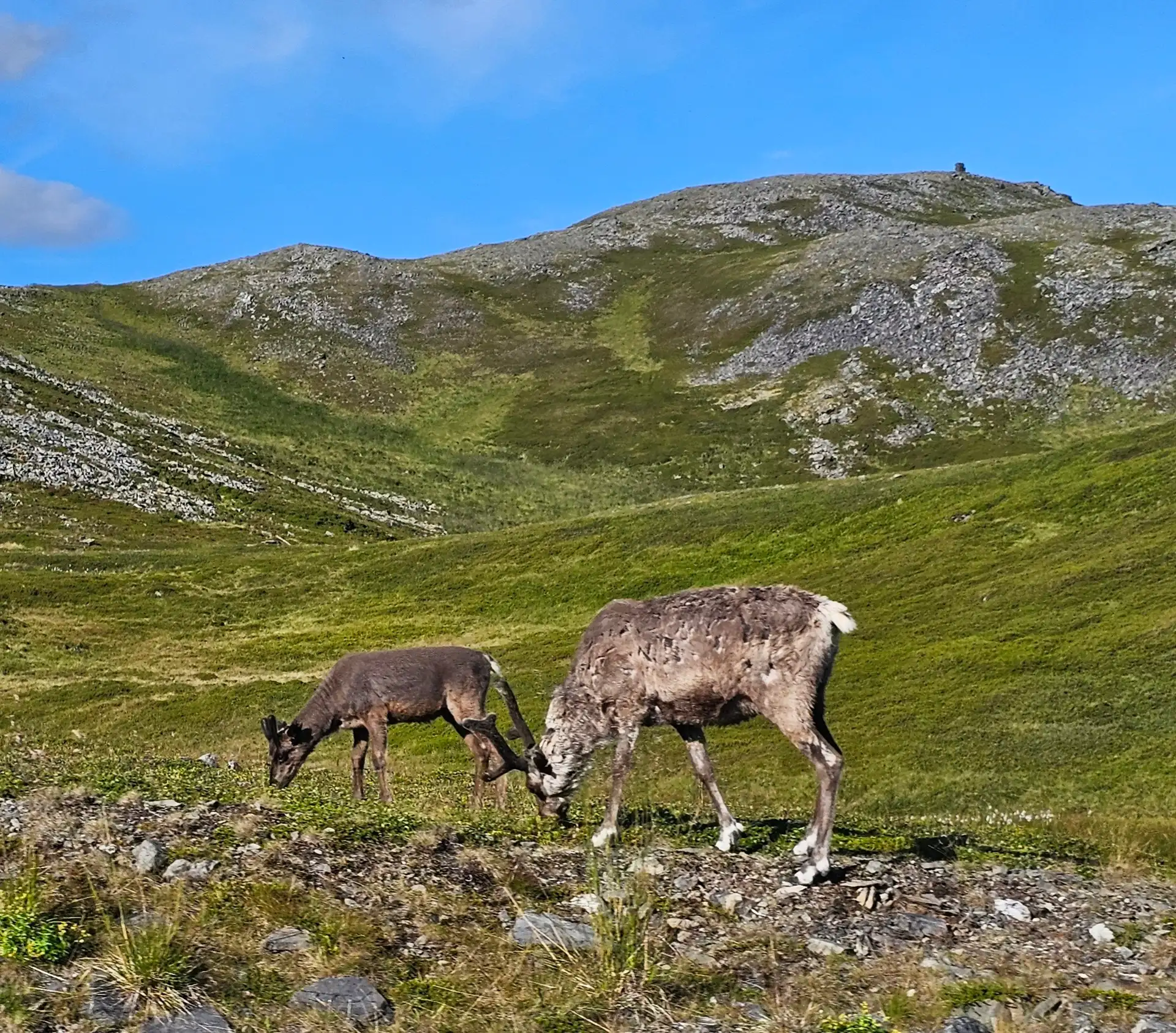 nordkapp-by-hanne-leira-ms-nordnorge-aug-5-2026-cameralla-1920