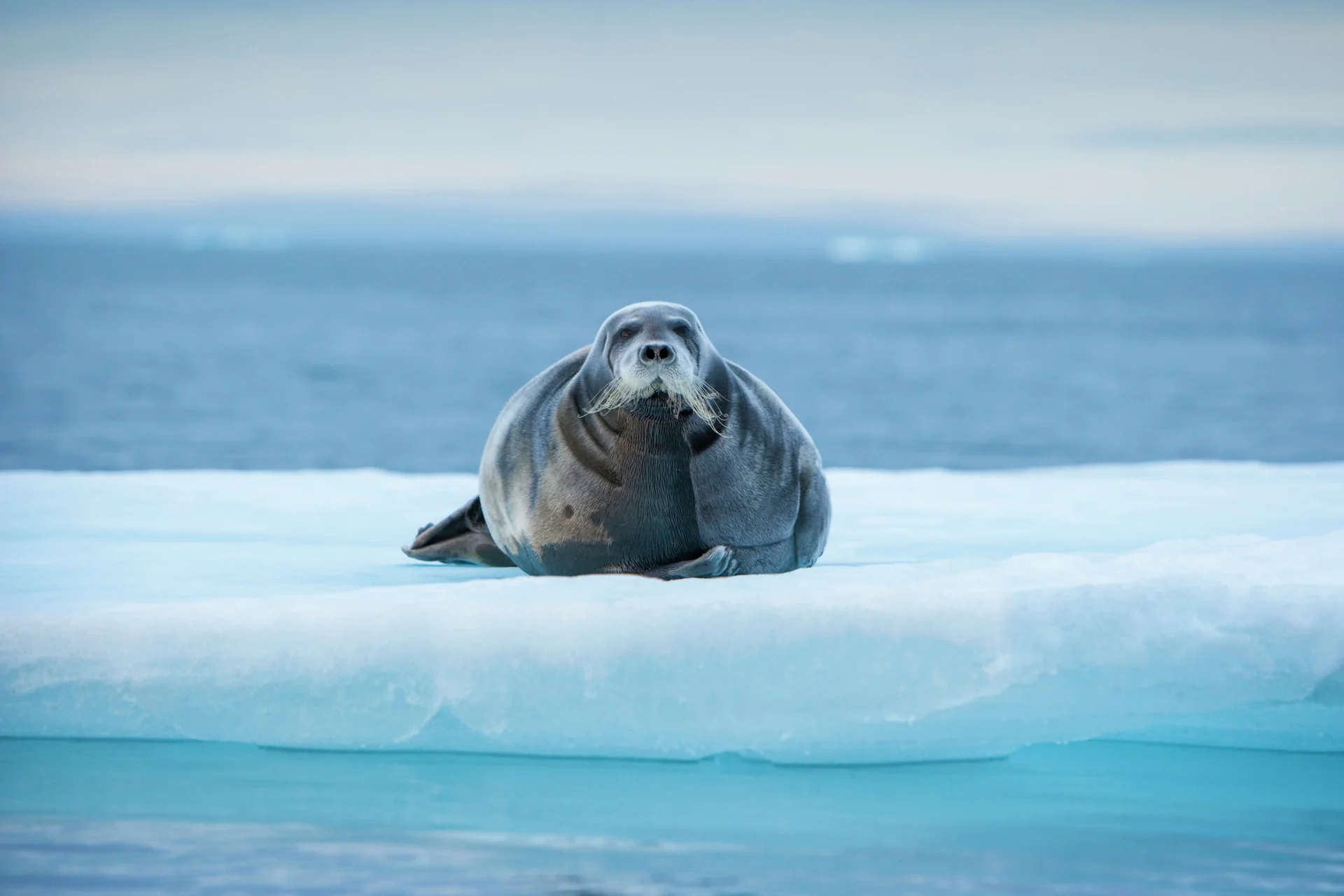 Bearded Seal Svalbard HGR 147488 1920 Photo Getty Images