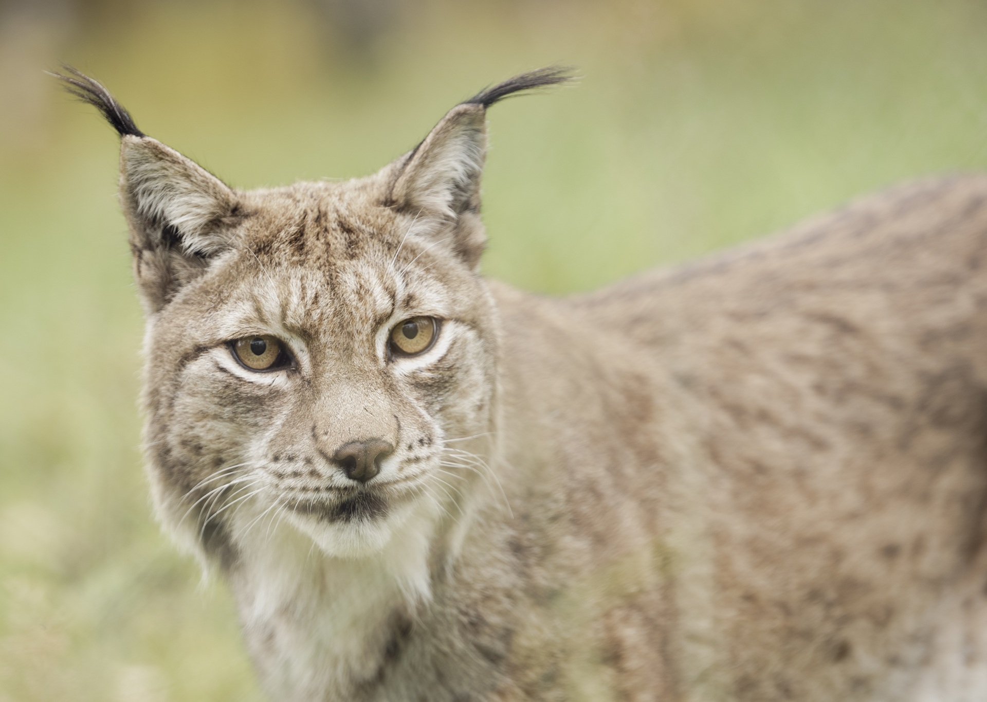 eurasian-lynx
