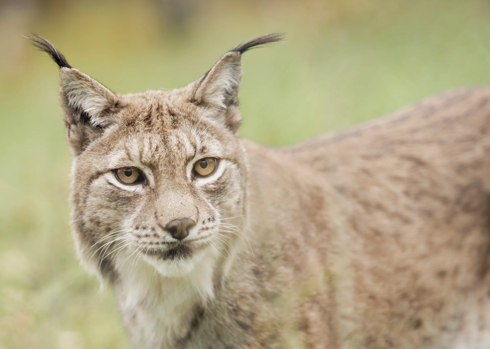 eurasian-lynx
