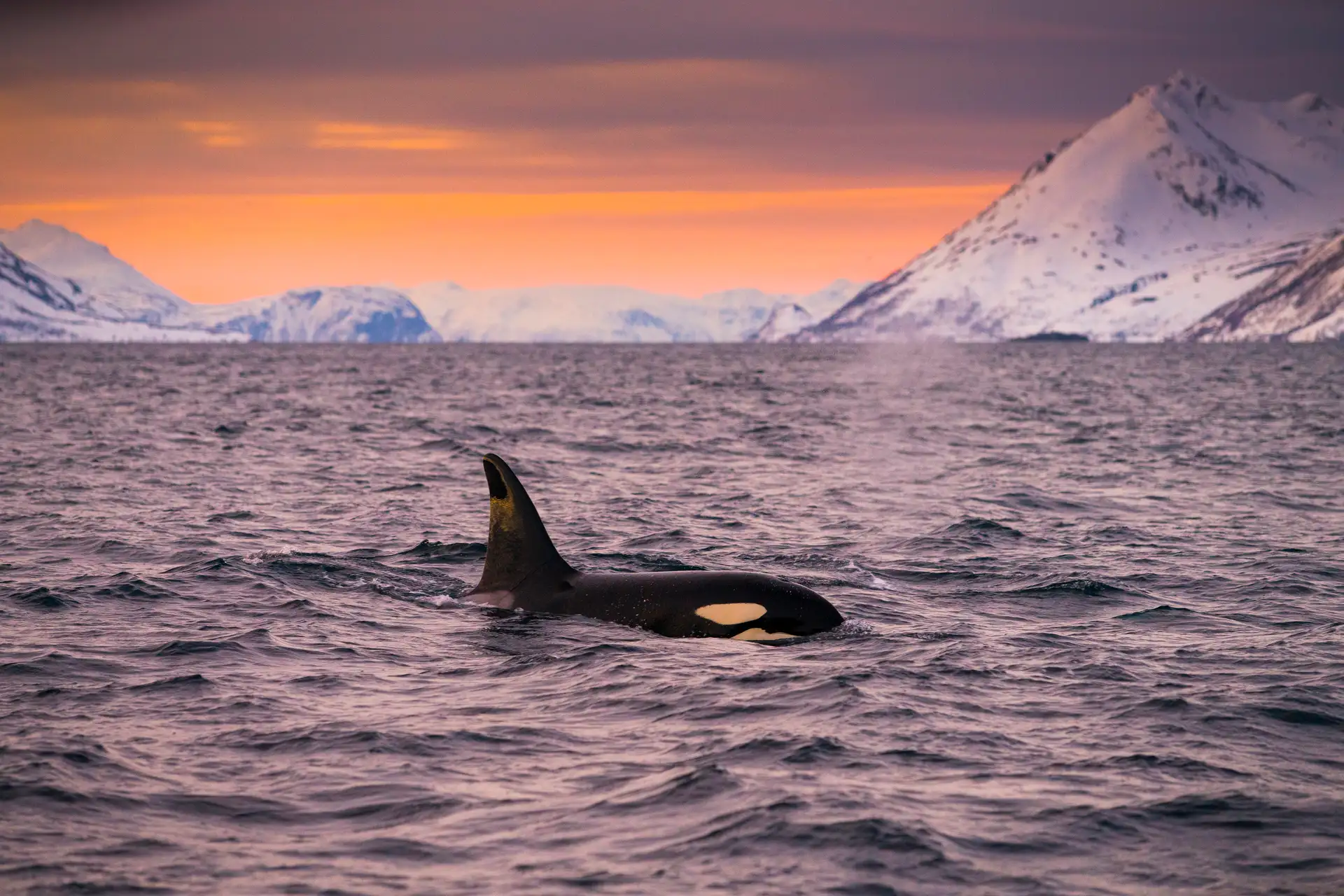 An orca whale above the water in Skjervoy, Norway and mountains in the background