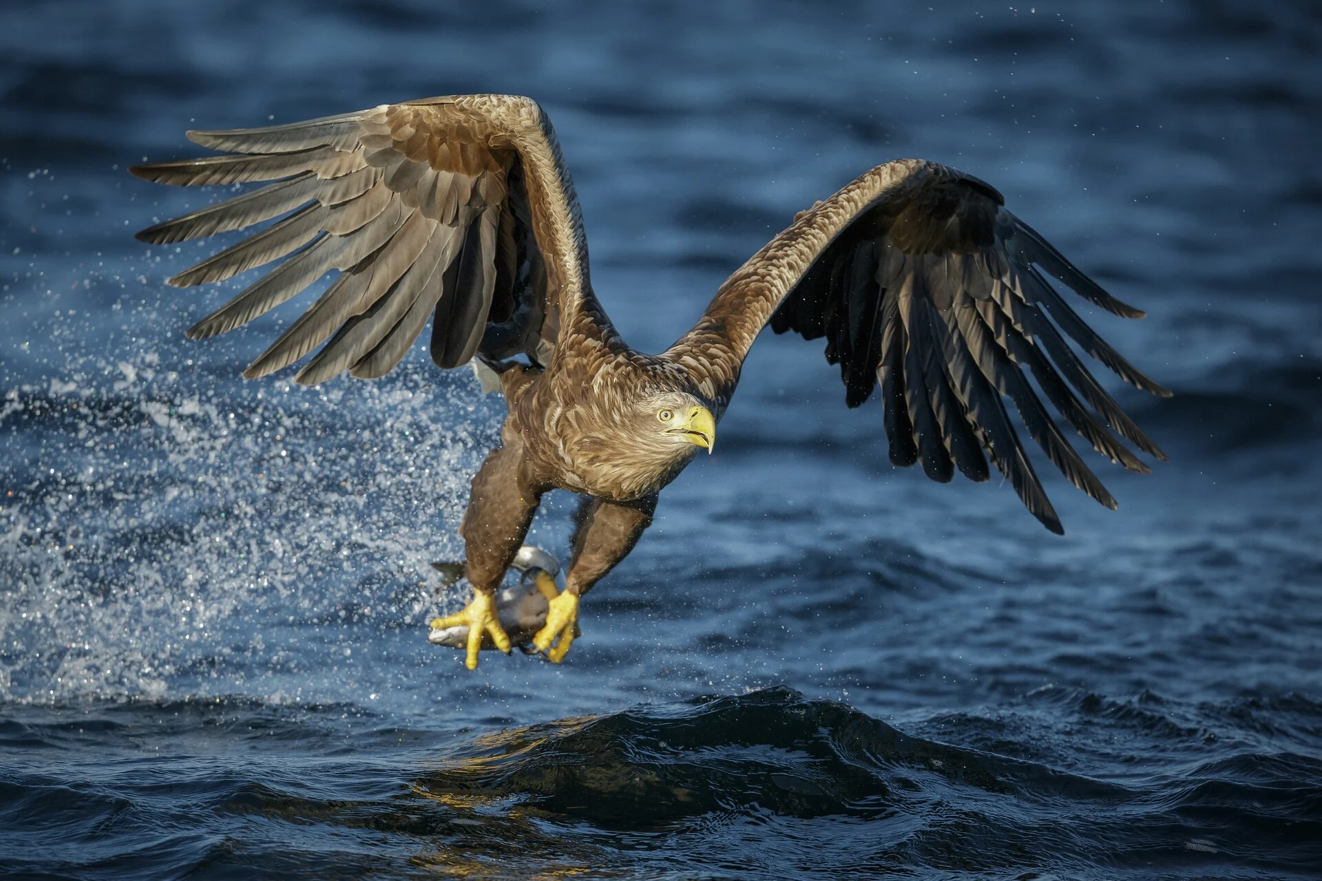 sea-eagle-lofoten-neil-burton-gettyimages-465890034-19733328-photo getty images 1920