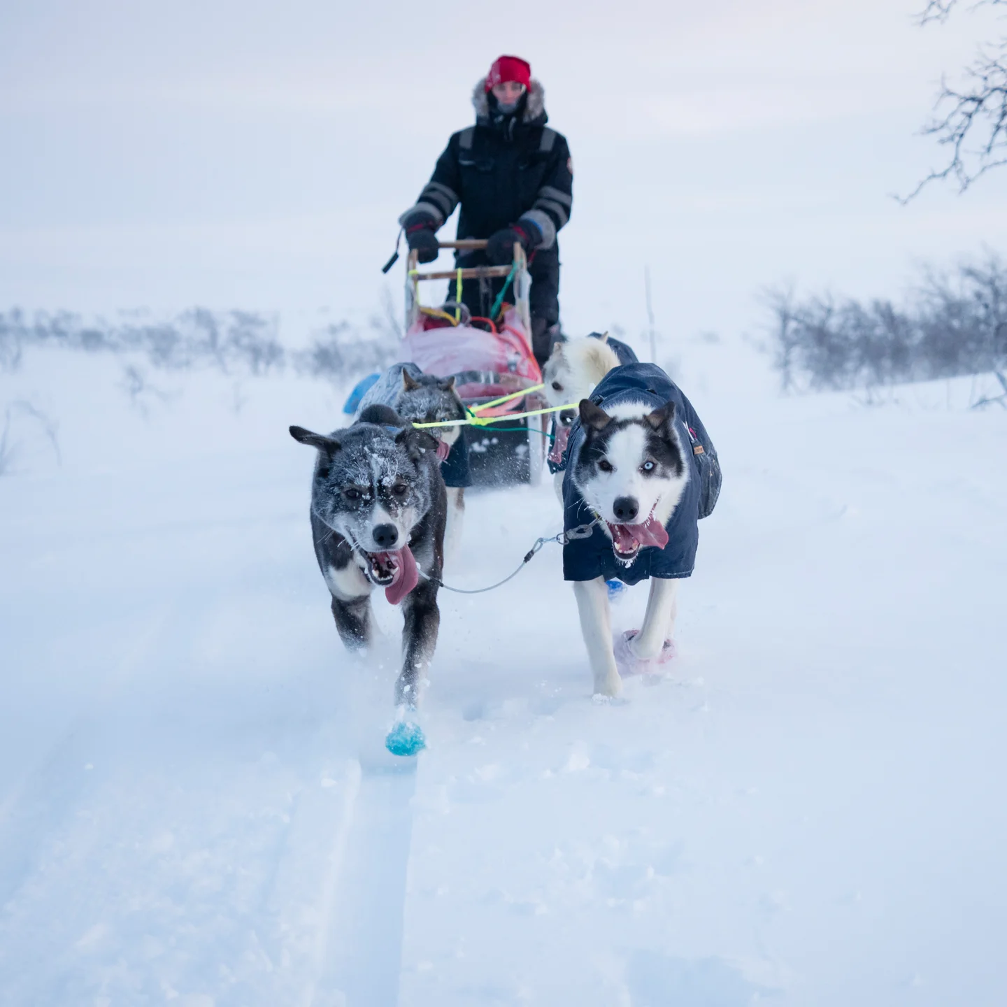 Doglsedding in Alta. Copyright: Kristin Folsland Olsen, Visit Norway