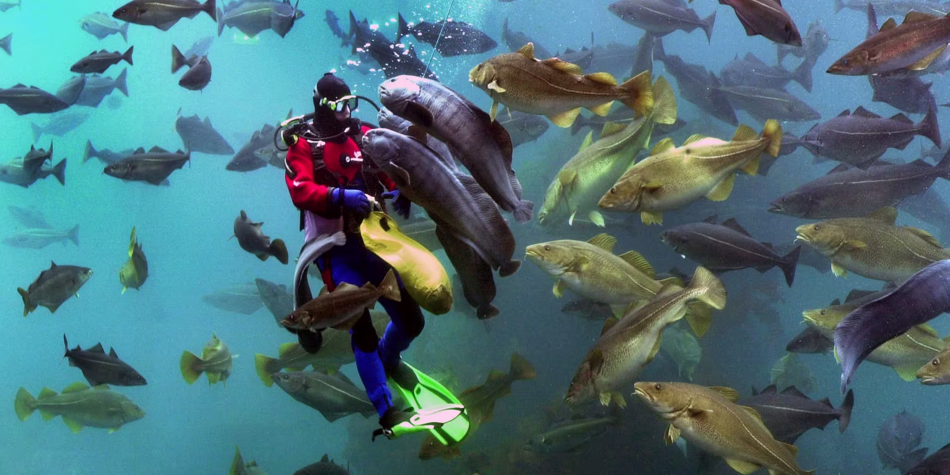 Trésors des fonds marins à l’aquarium, Ålesund