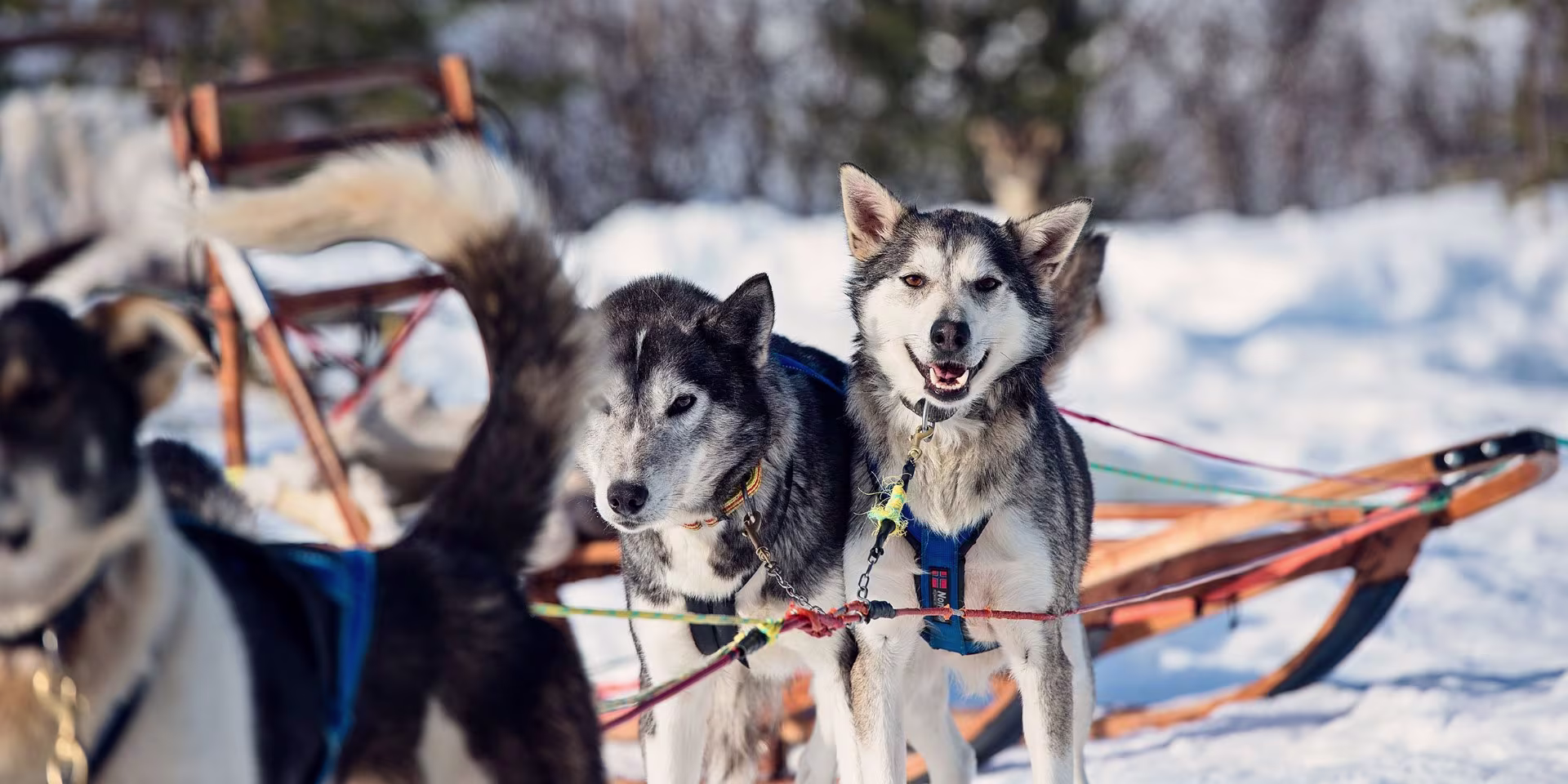 Explorez les étendues sauvages en traîneau à chiens

