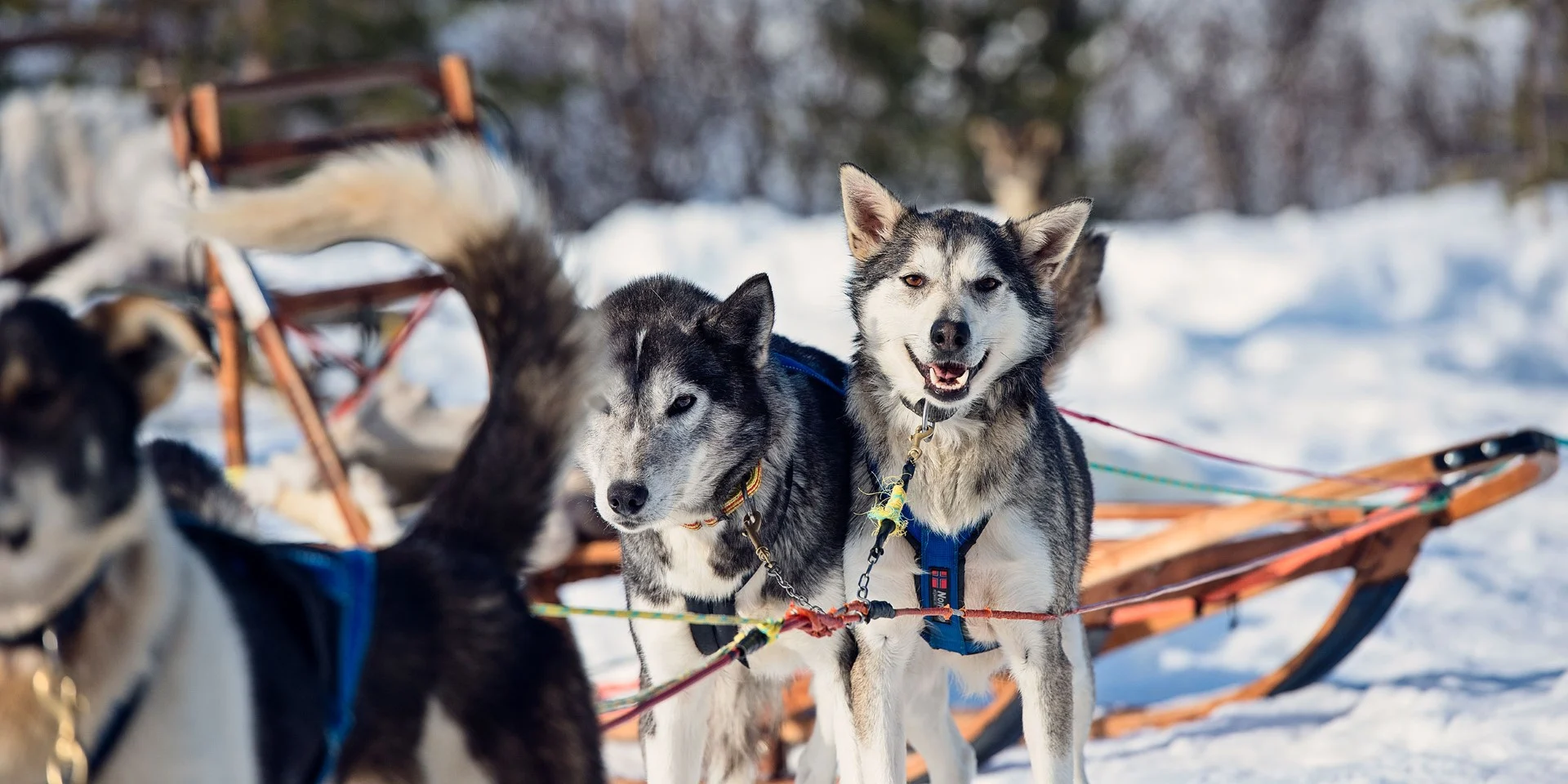 Explorez les étendues sauvages en traîneau à chiens