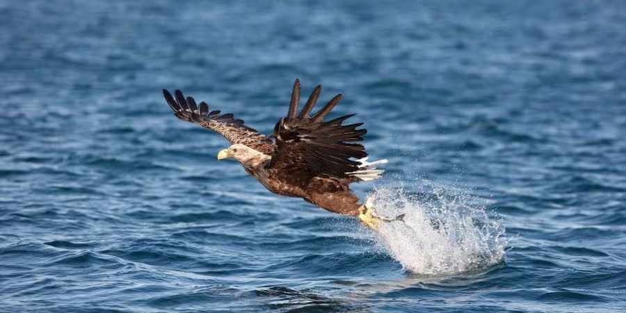 Encounter powerful wildlife in their habitat