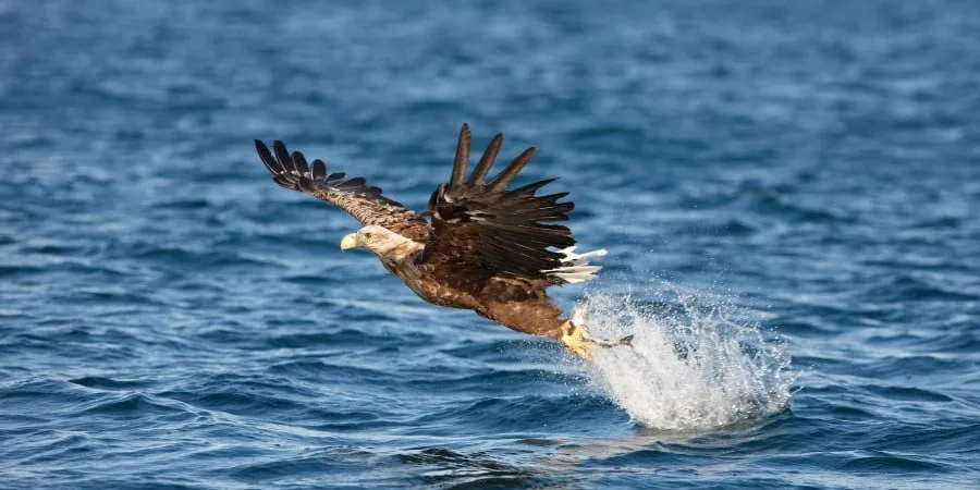 Encounter powerful wildlife in their habitat