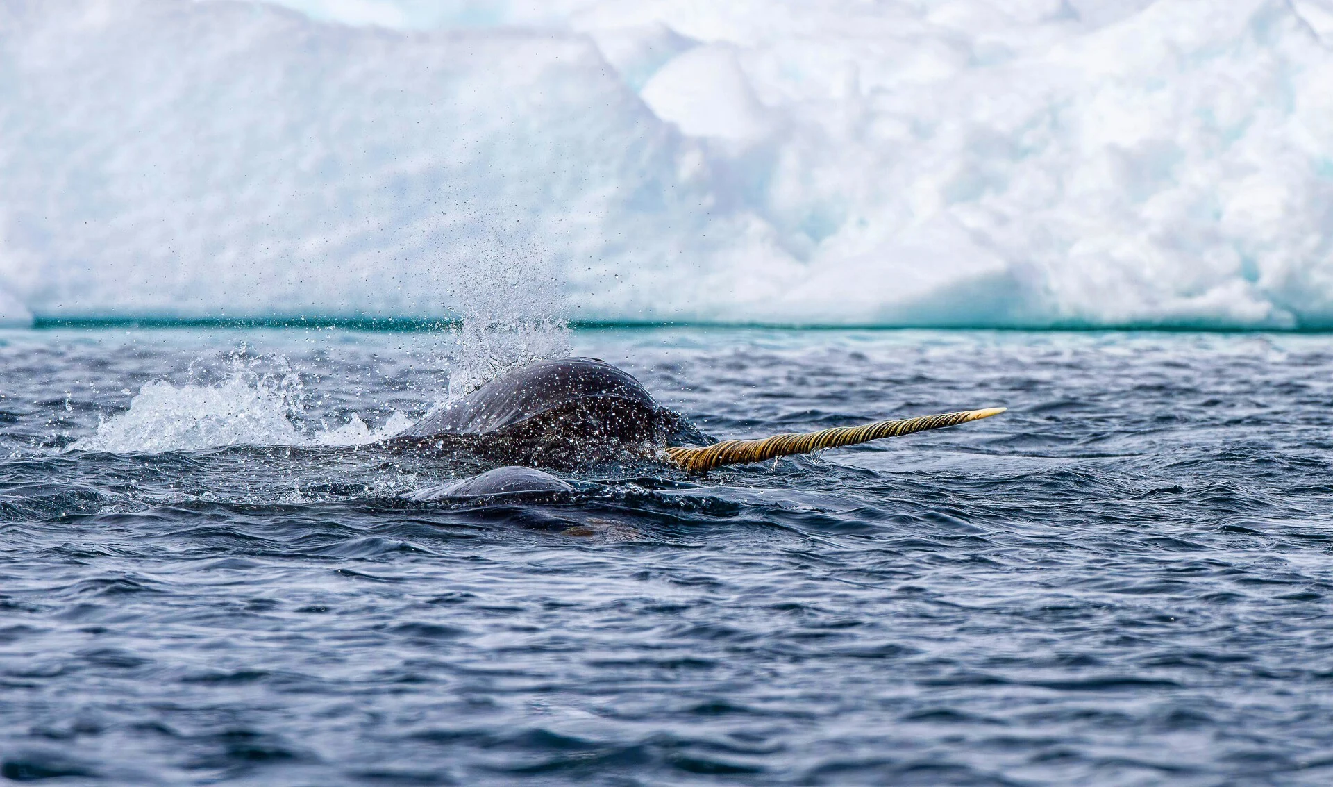 narwhal HGR 157822 Alamy Stock Photo