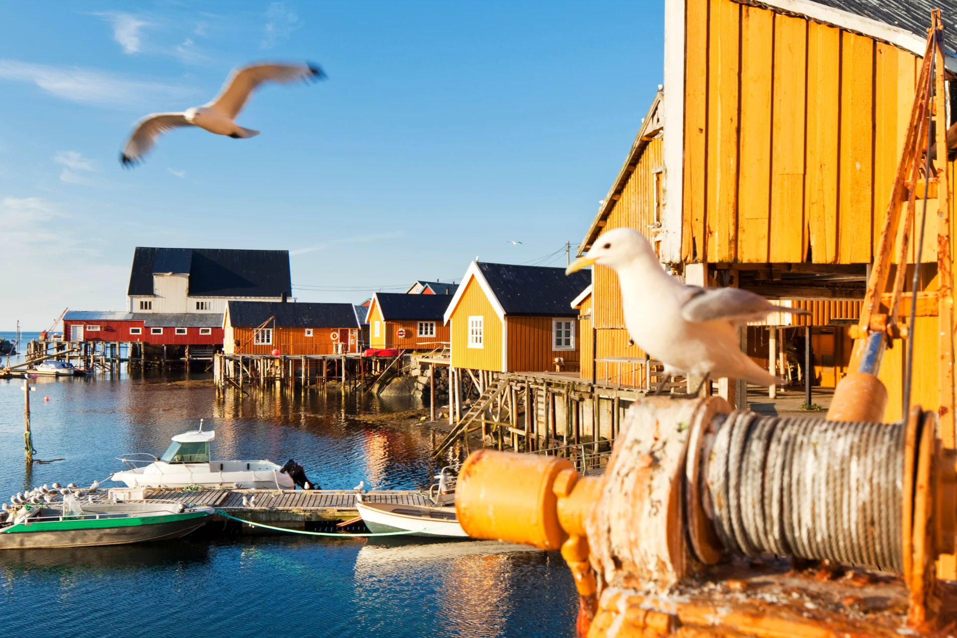 day-6-reine-in-lofoten-seagulls-by-the-fisherman-s-cabins-shutterstock-10938426-photo shutterstock 1920
