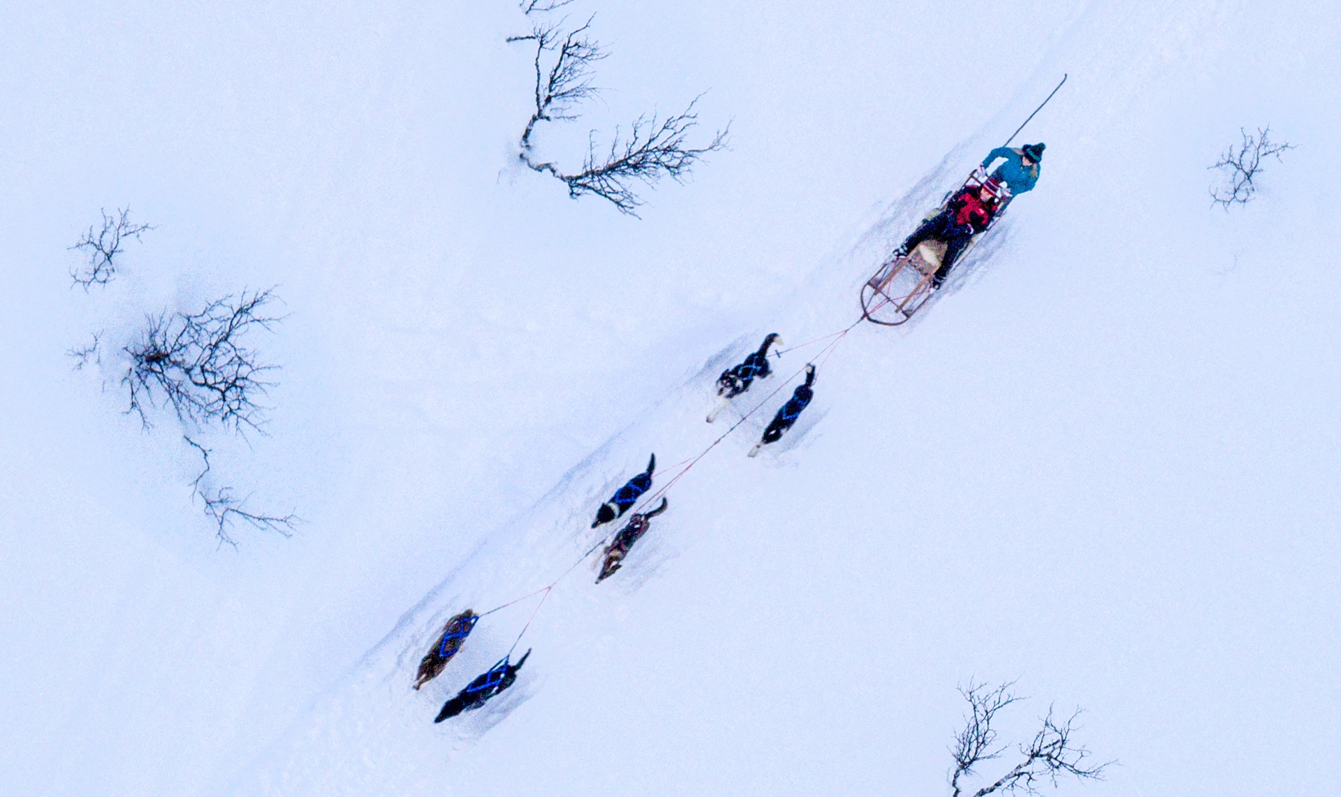 dog-sledding-snow-deep-forest-huskies-people-michael-ulriksen