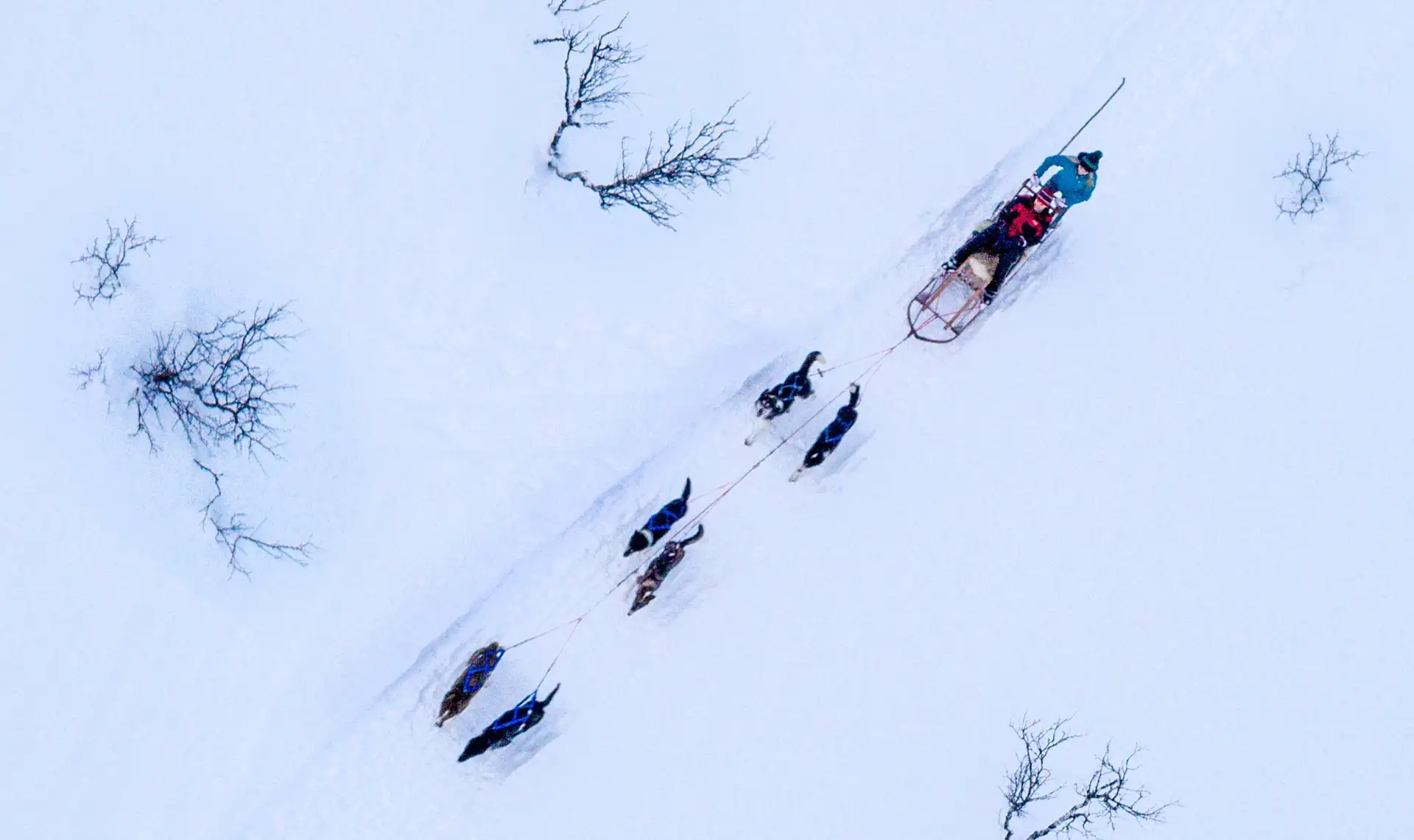 dog-sledding-snow-deep-forest-huskies-people-michael-ulriksen
