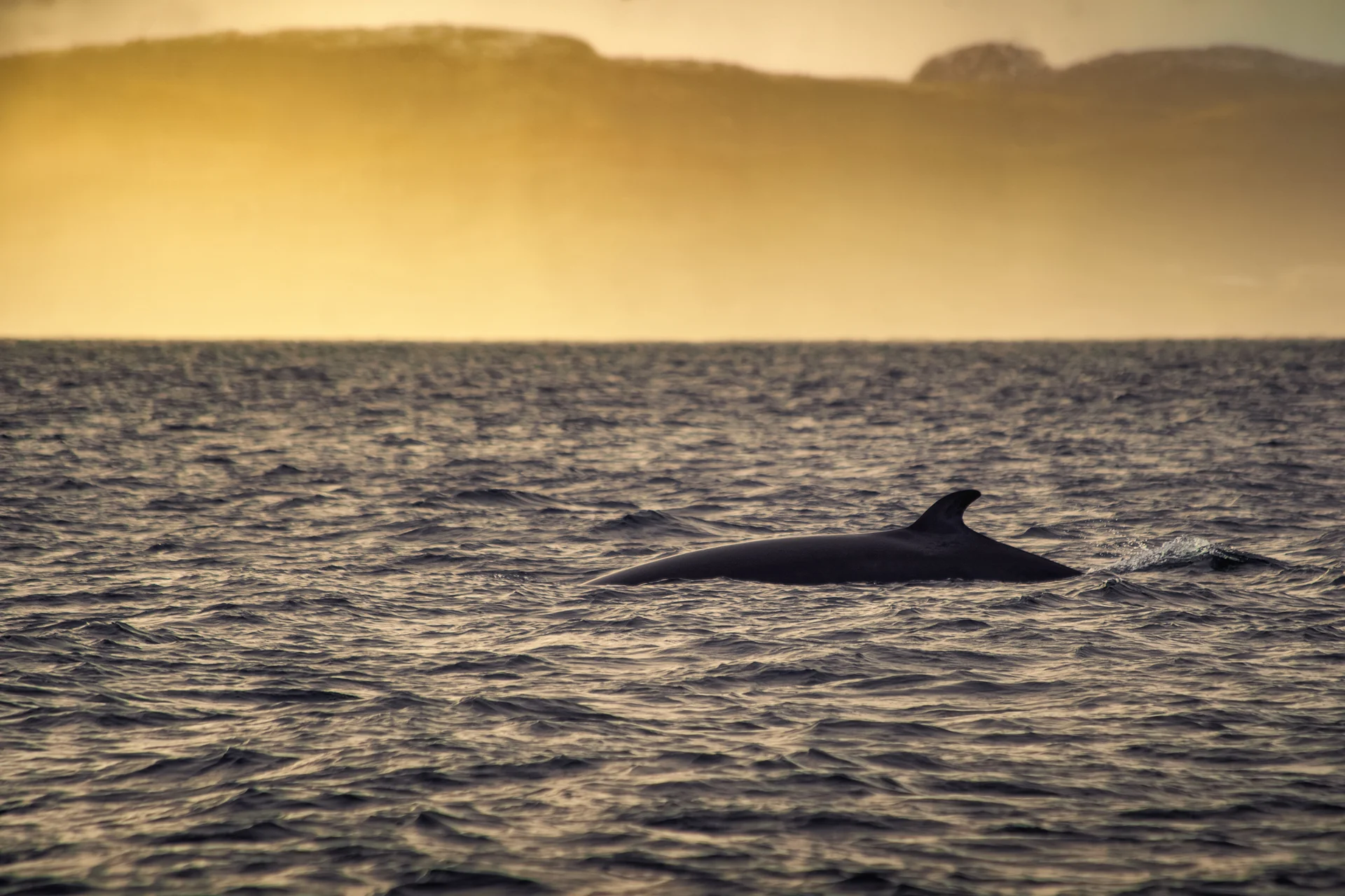 minke whale HGR 147579 Shutterstock