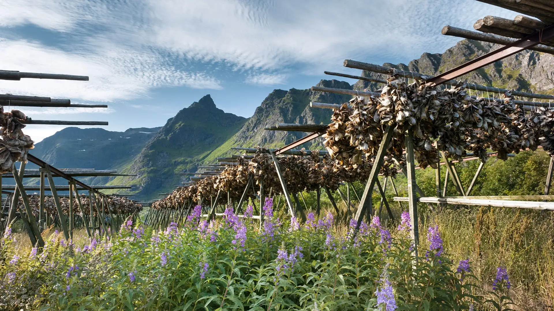 skrei-stockfish-dried-cod-racks-purple-flowers,fjords-lofoten-norway-hgr-156671-getty-images