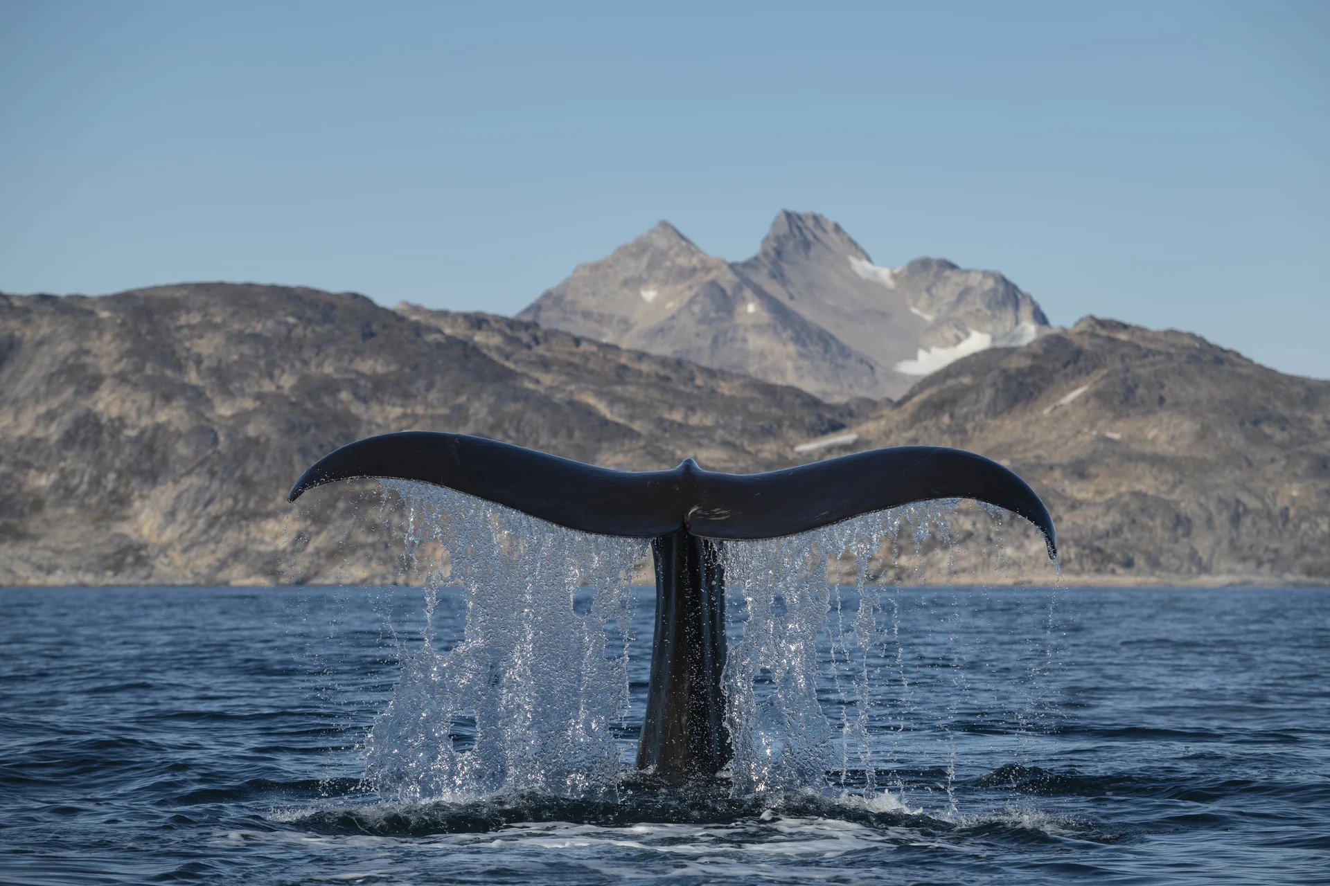 sperm-whale-147440-Getty Images