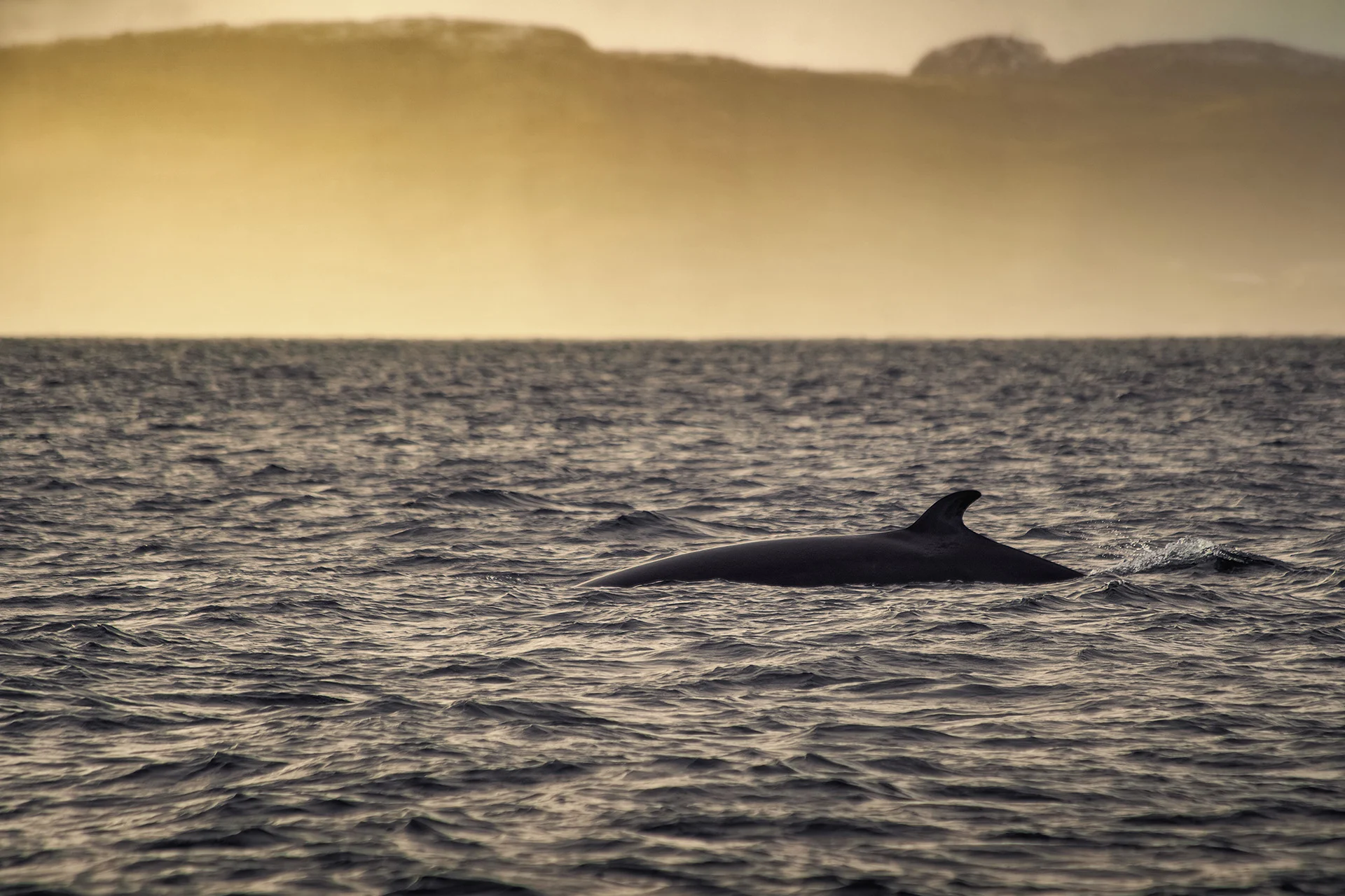 A whale in the Barents Sea. Photo by: Shutterstock