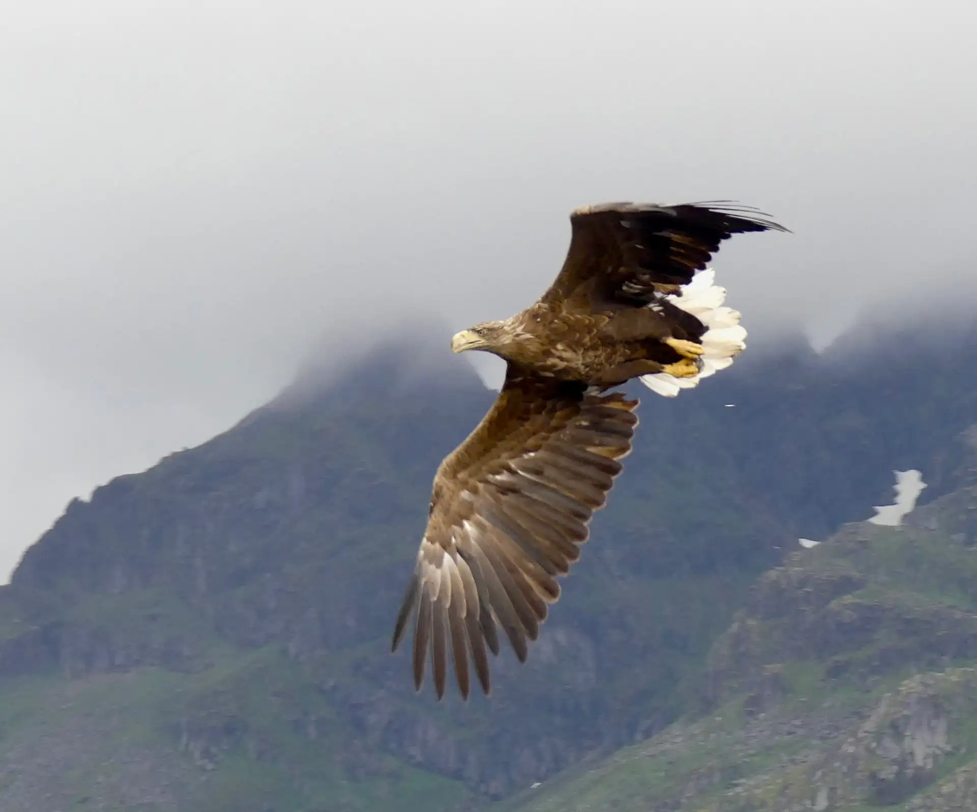 "Eagle" by Martina C, taken aboard MS Polarlys on August 19, 2025 Cameralla