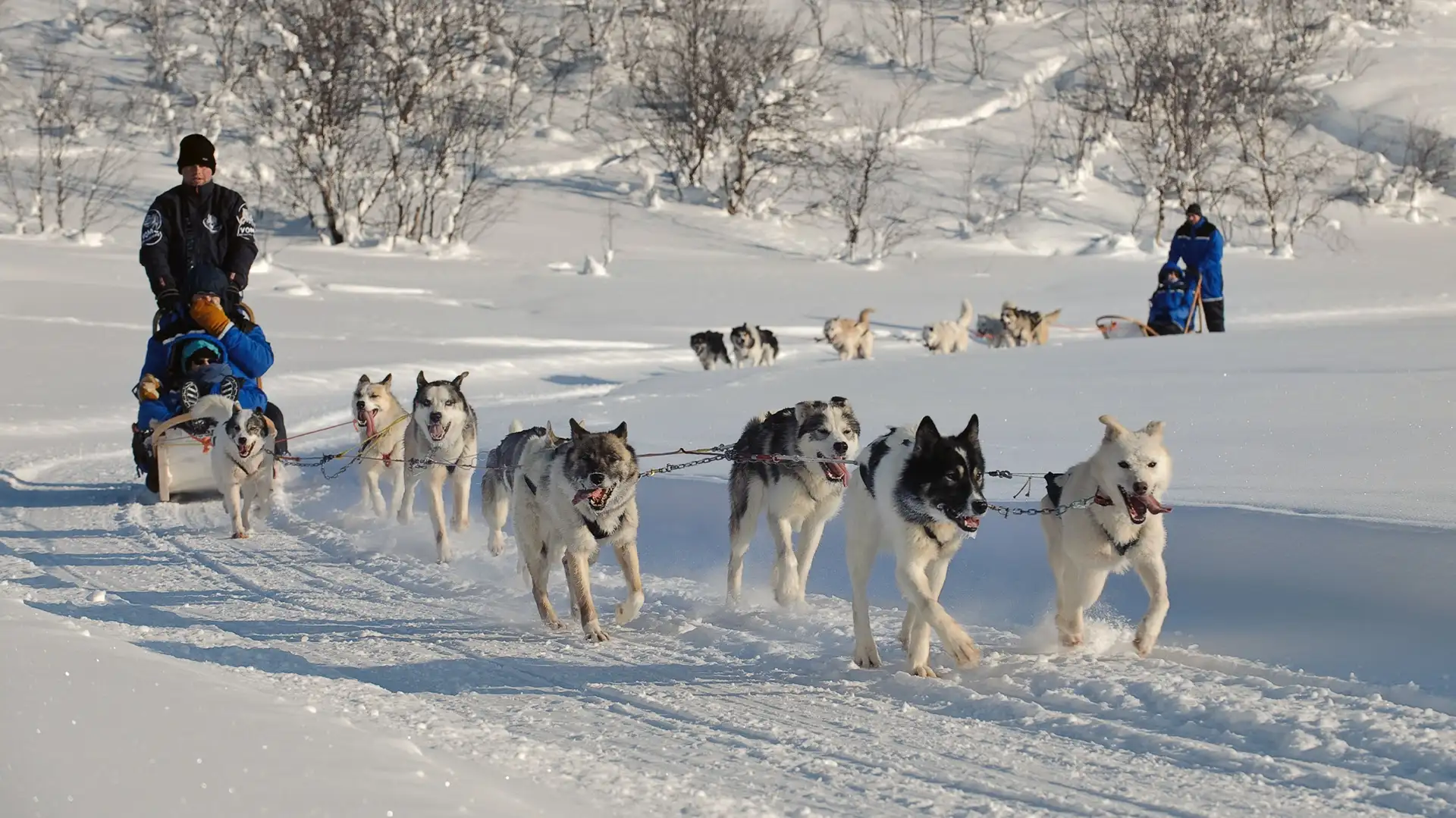 husky-sledge-adventure-kirkenes-norway-hgr-28037-1920