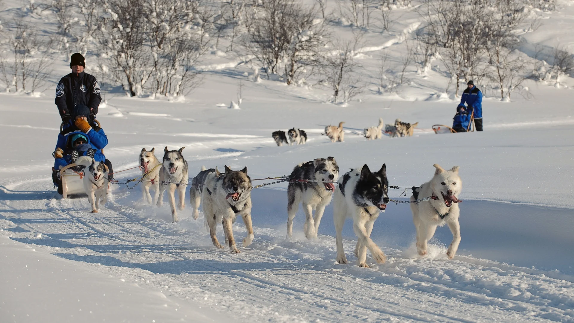 husky-sledge-adventure-kirkenes-norway-hgr-28037-1920