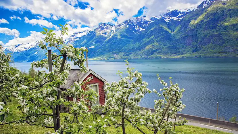 Fjords Spring Hardangerfjord, Norway Travel Guide | Hurtigruten US