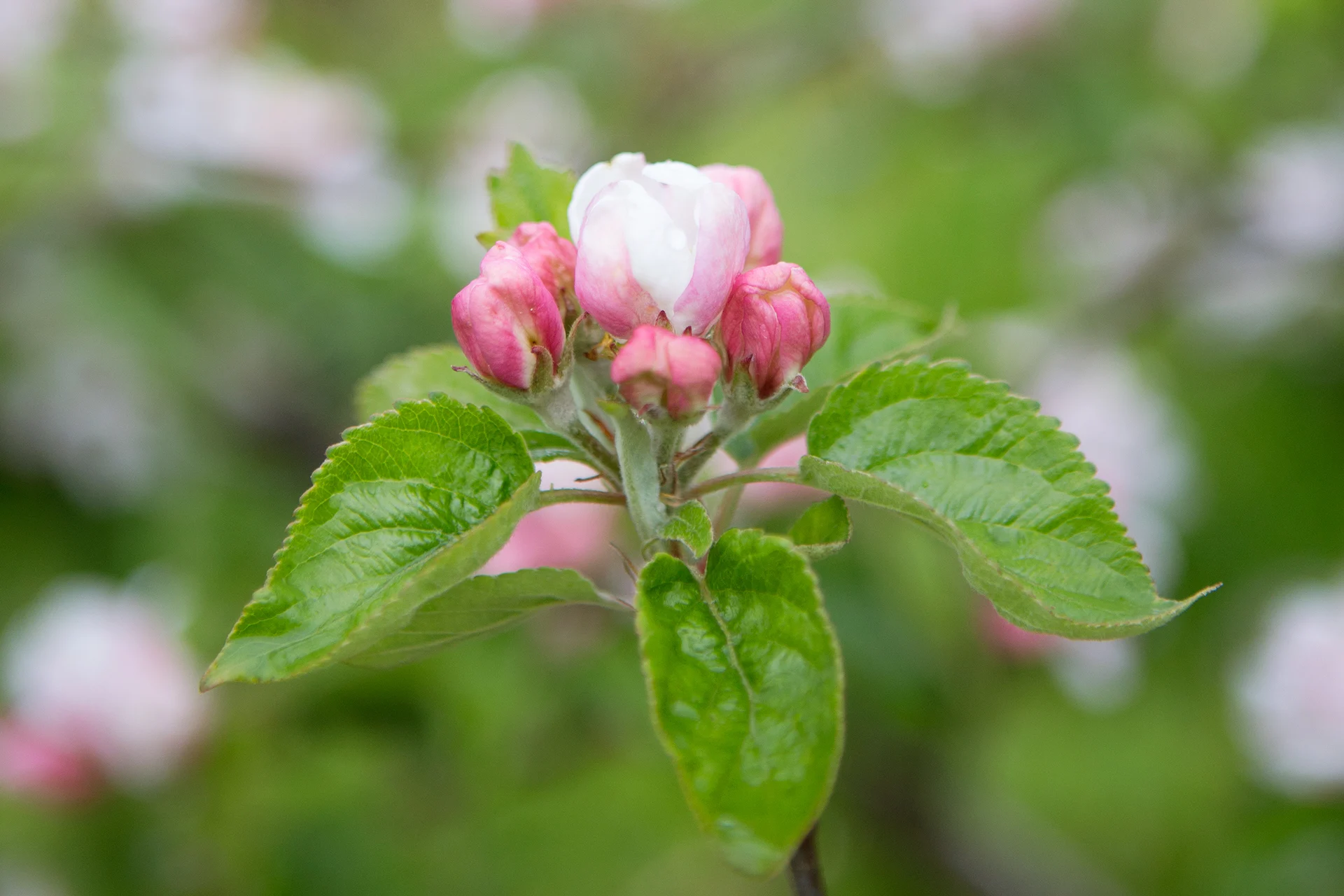 Fruktblomstring-i-Hardanger 1920x1280 3x2