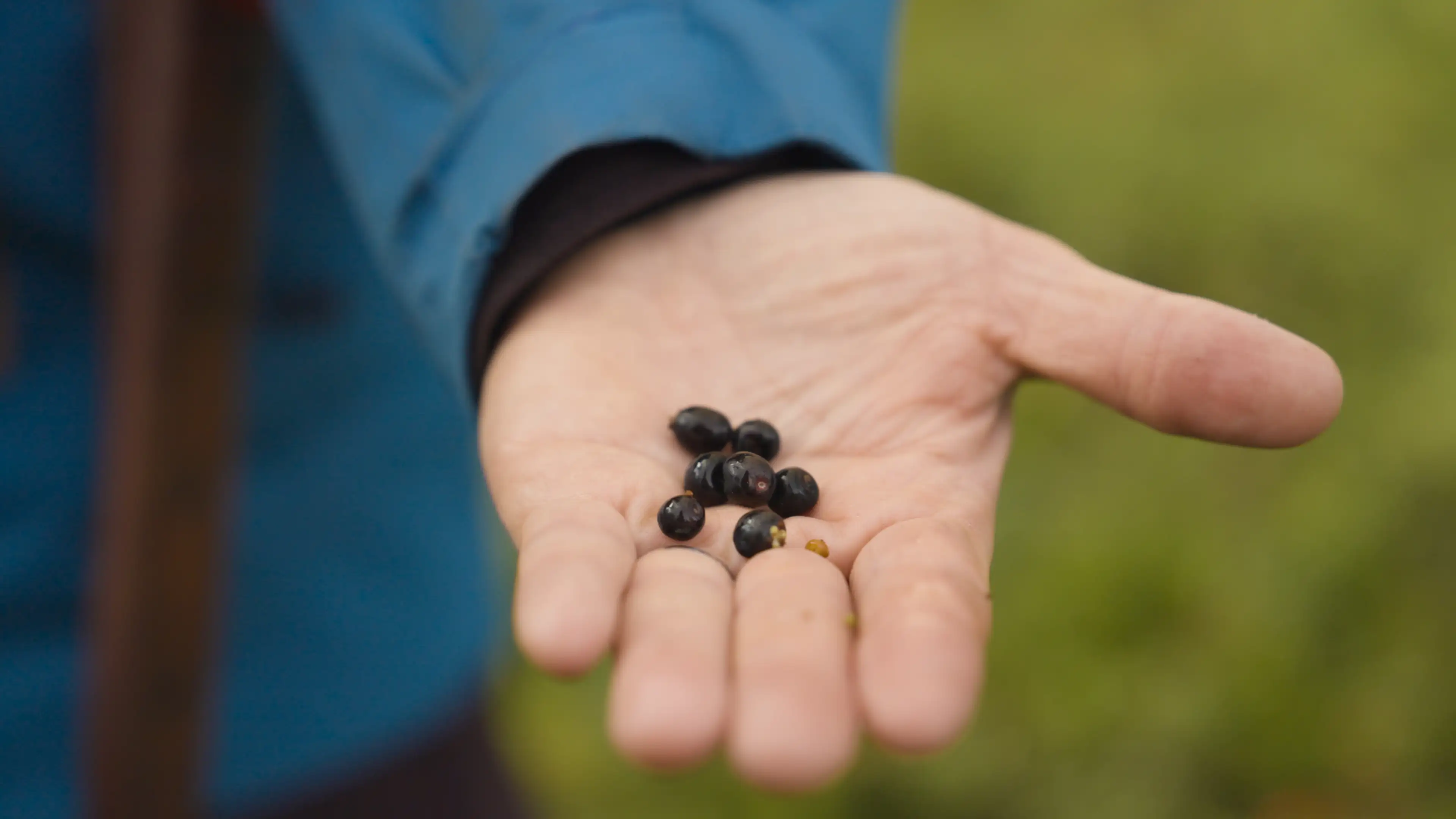 Picking cloudberries with Máret, Hurtigruten's Sami Culinary Ambassador