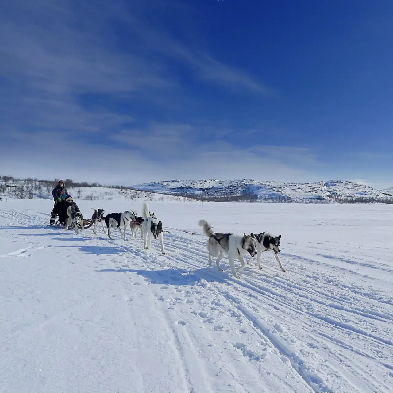 husky-sled-kirkenes-57607-Nina Helland