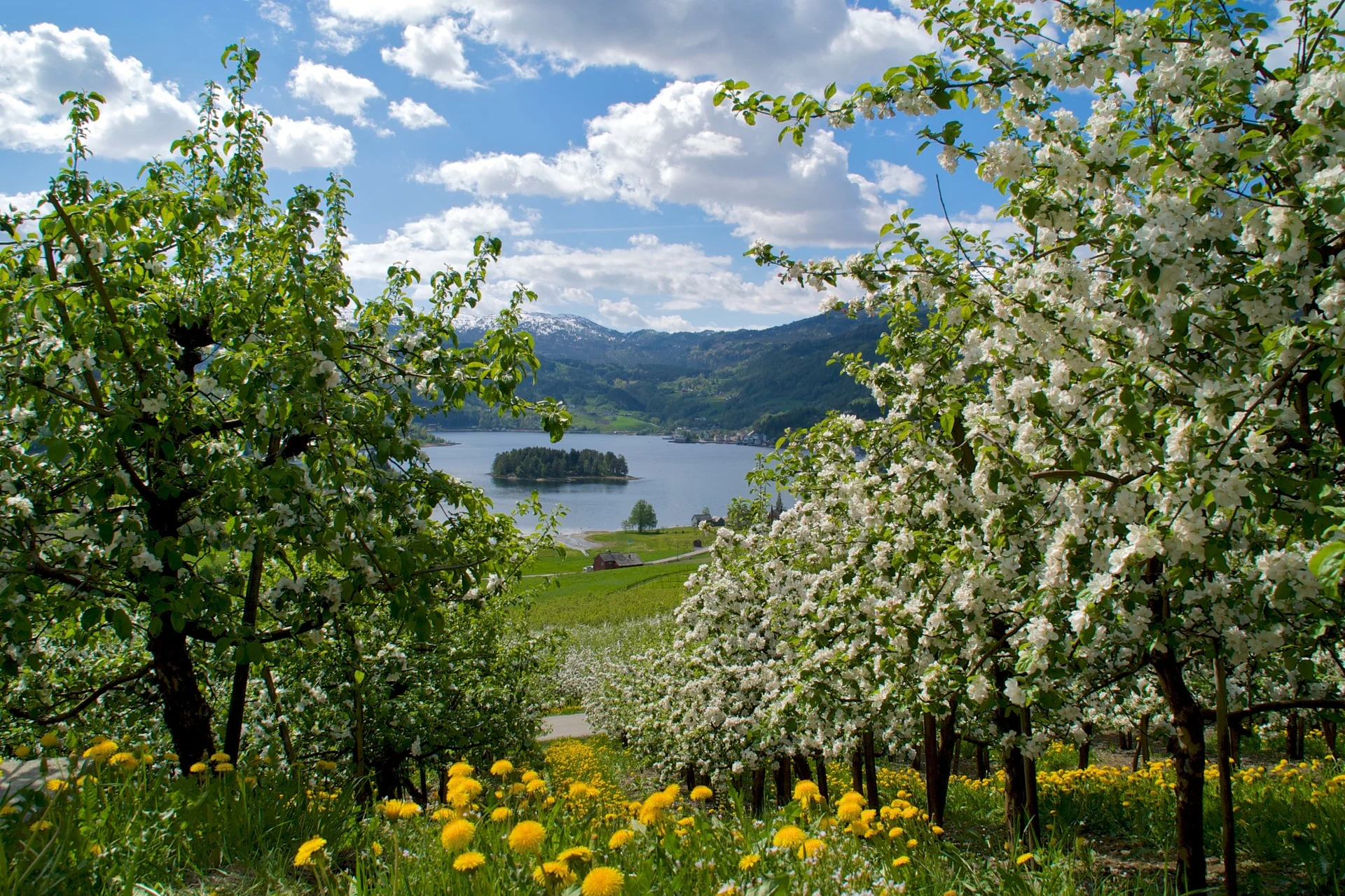 Fruit trees in blossom in Hardanger, Norway. Image Copyright: Øyvind Heen, fjords.com