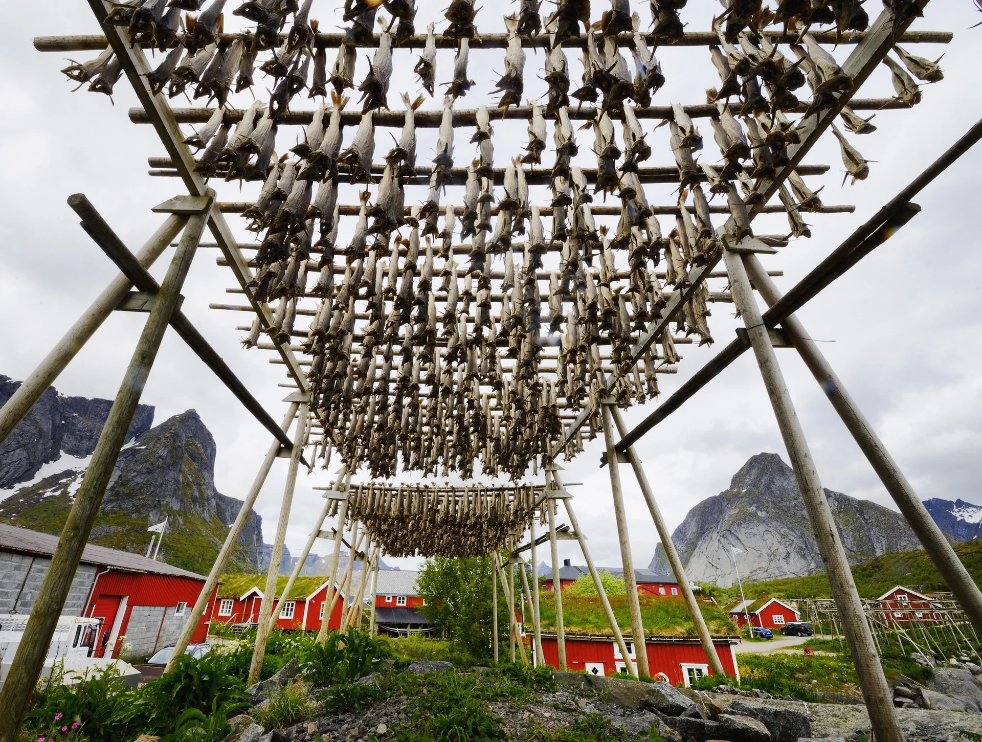 stockfish-reine-lofoten-146845-Shutterstock